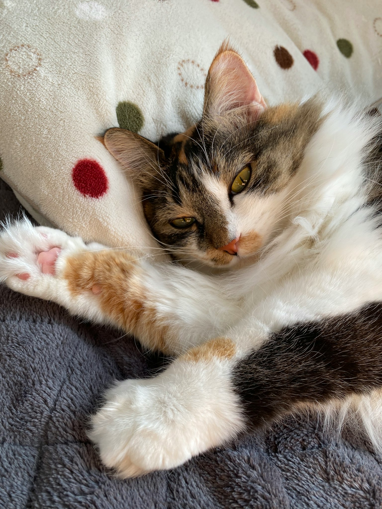 Eine Katze, die sich auf einem Kissen mit einer weichen Decke entspannt