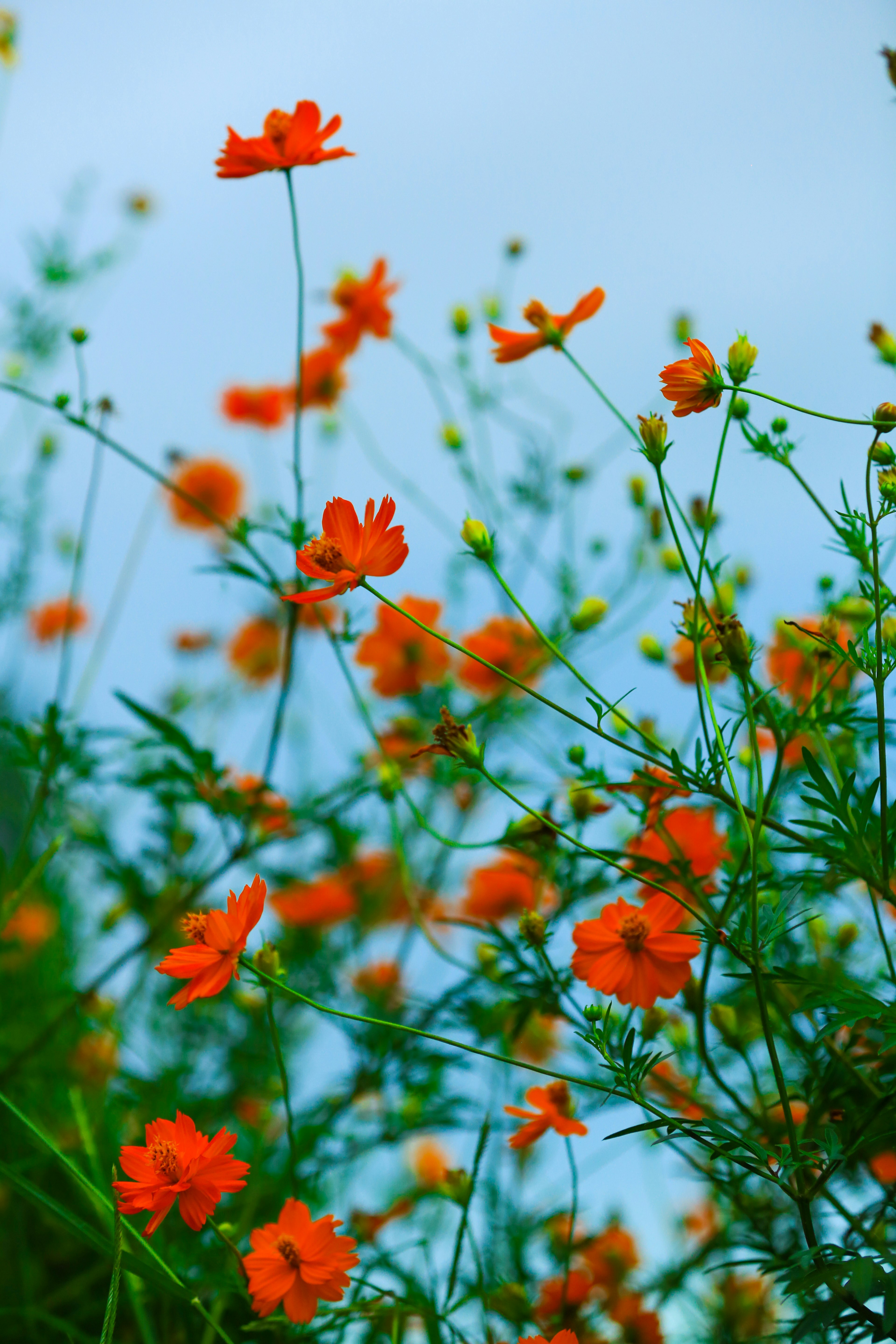 青空の下で咲くオレンジ色のコスモスの花