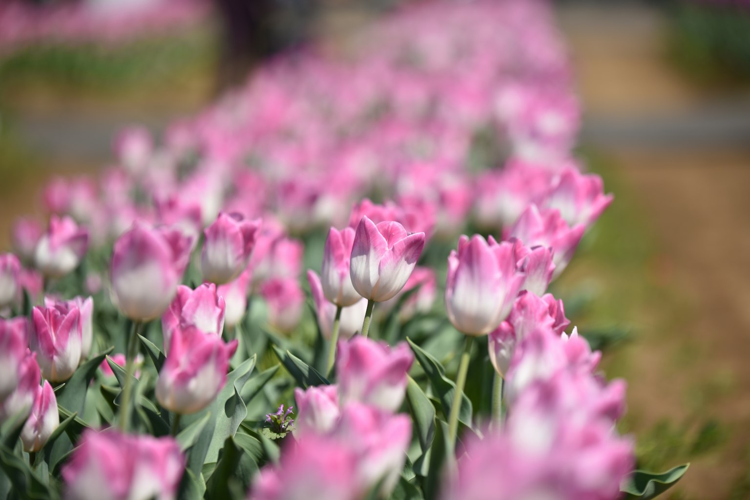 Photo de tulipes roses en fleurs dans un jardin