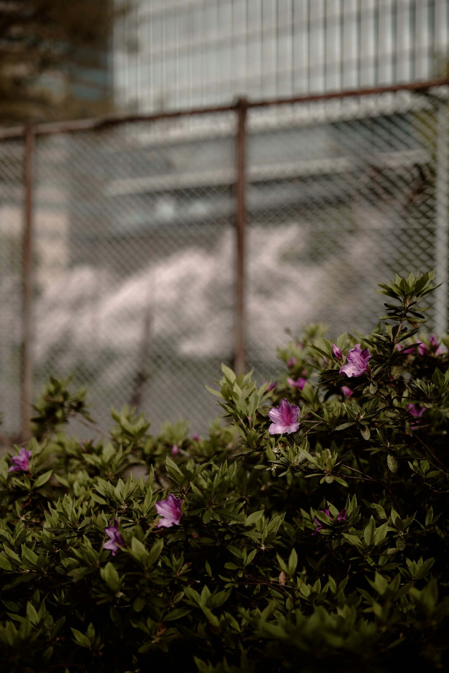 Purple flowers blooming near a fence with a blurred background