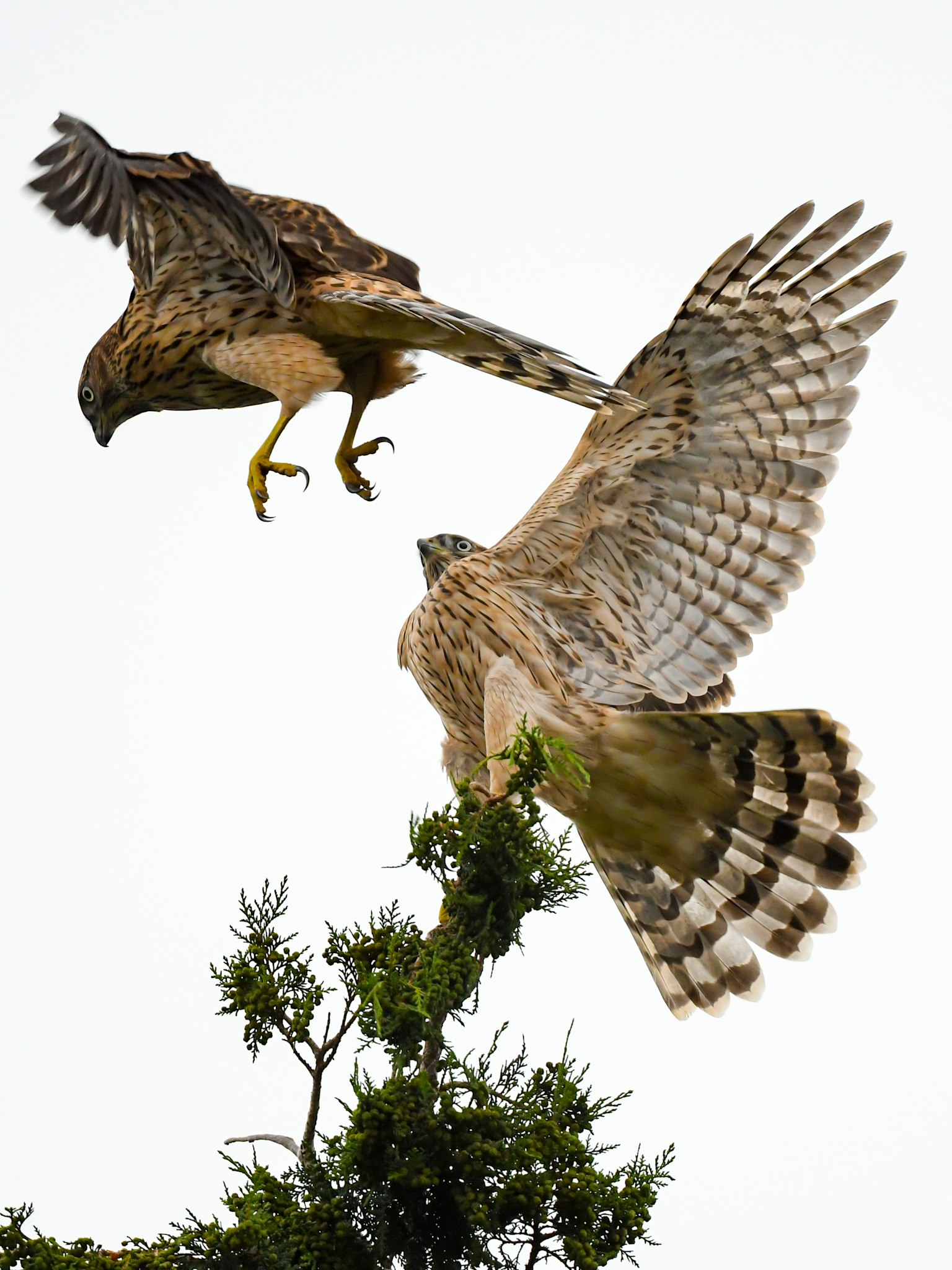 Deux faucons planant dans le ciel avec des motifs de plumes complexes