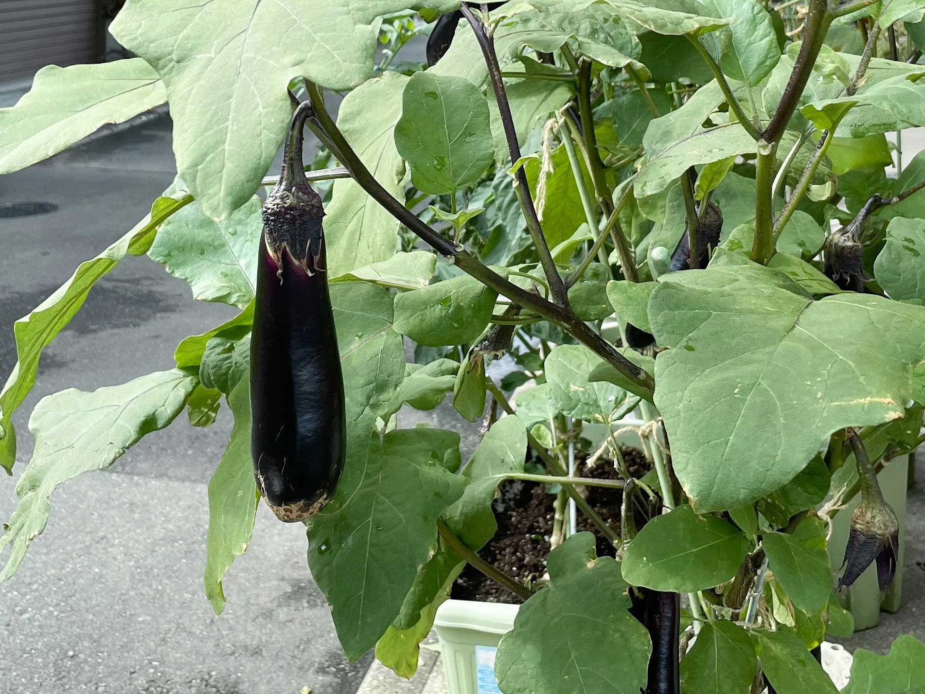 Auberginen zwischen großen Blättern