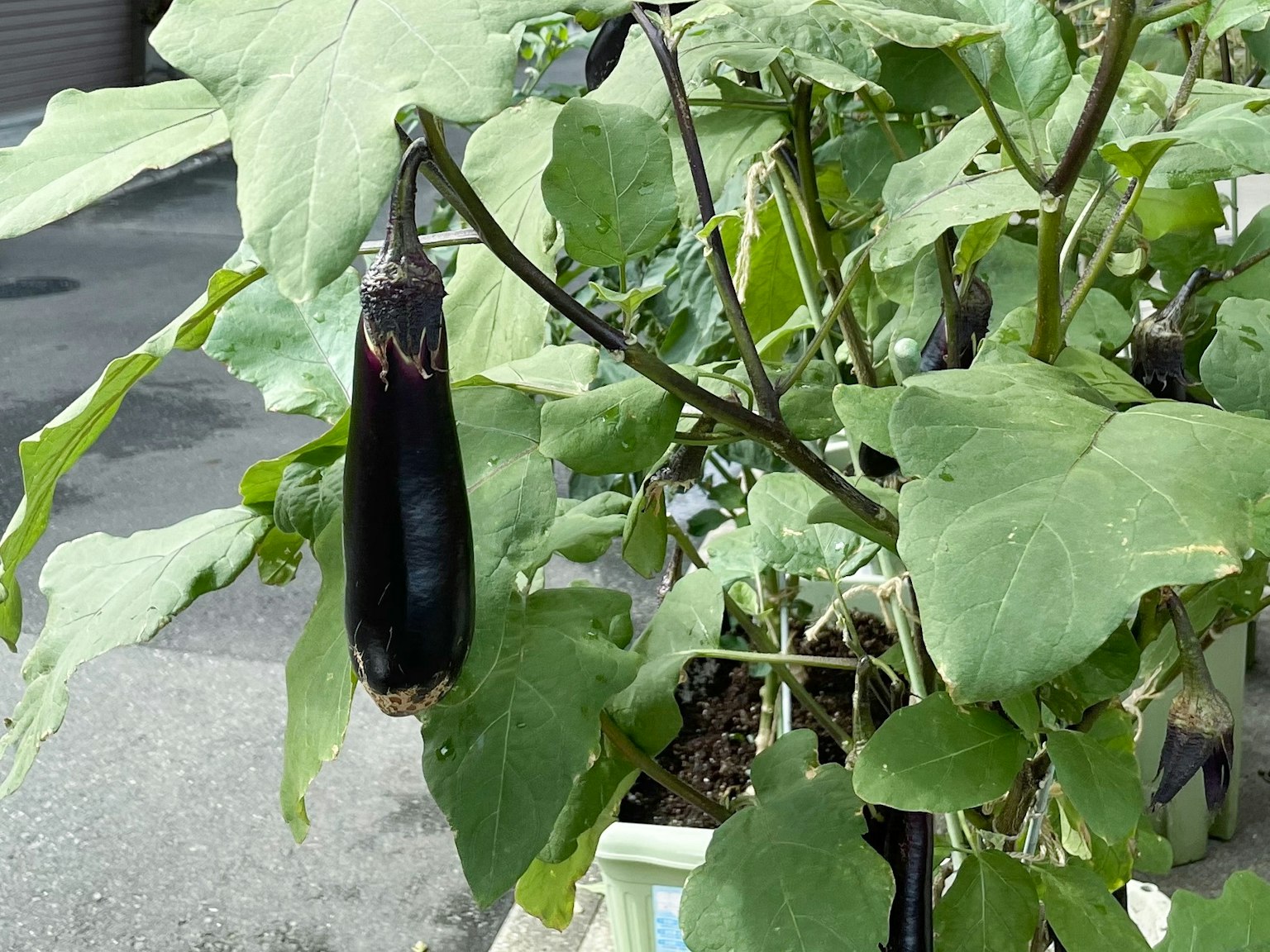 Un frutto di melanzana nera circondato da foglie verdi