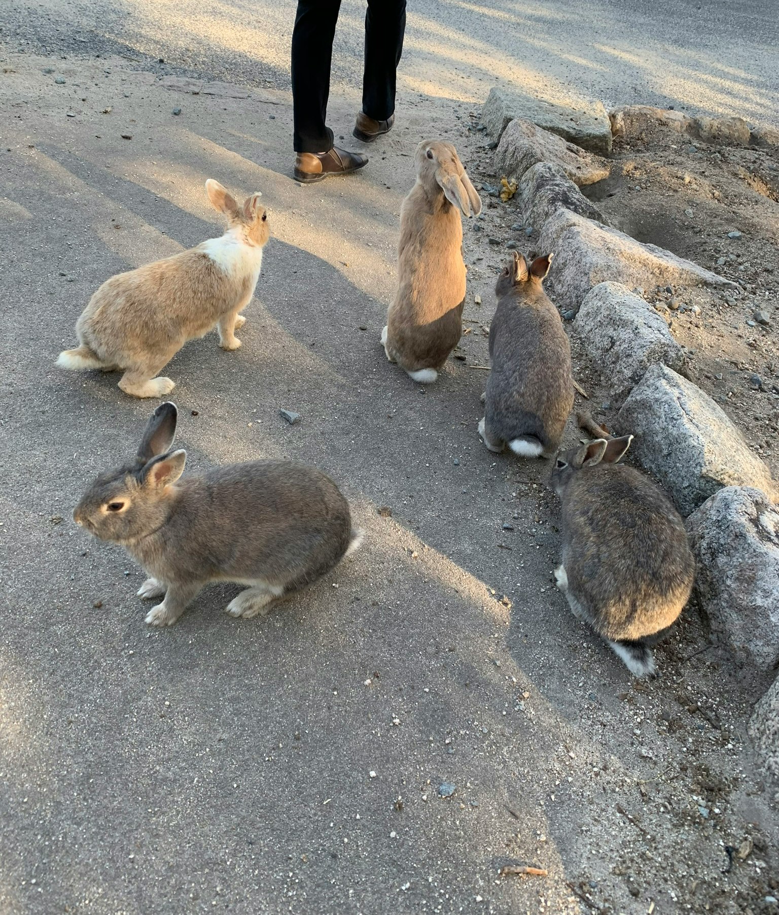 Plusieurs lapins près d'une personne sur un chemin