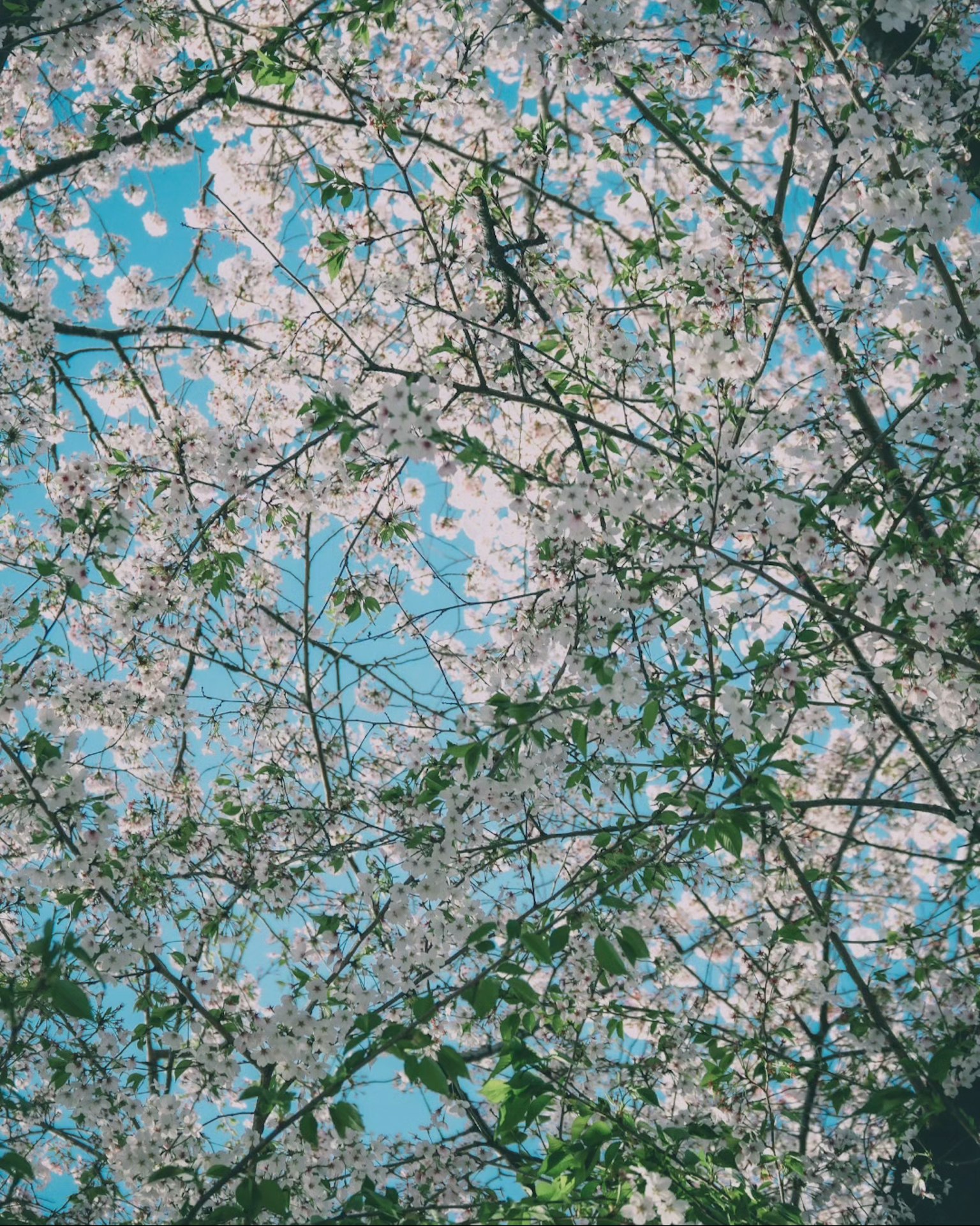 Acercamiento de ramas de cerezo en flor contra un cielo azul claro