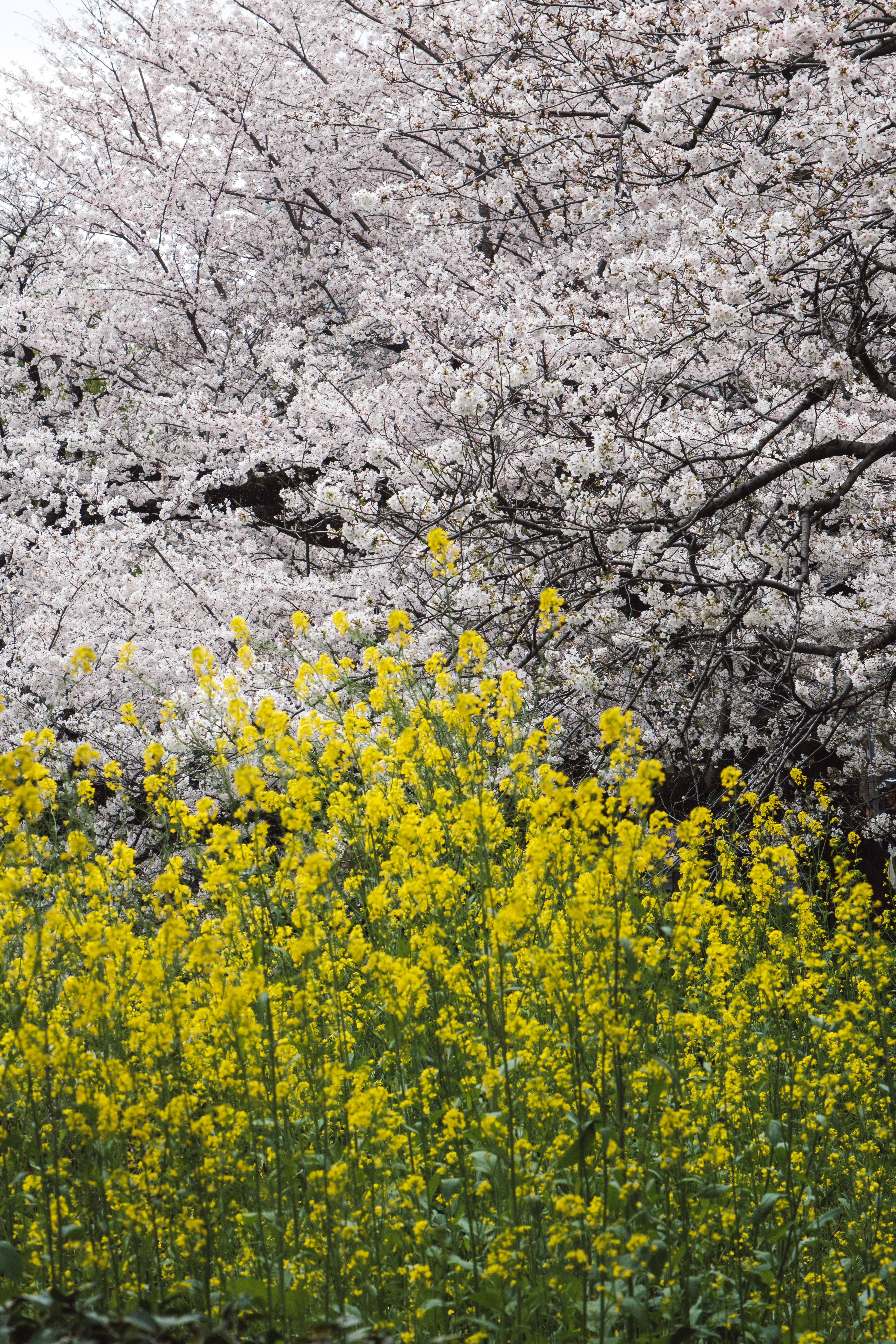 桜の木と菜の花畑の春景色