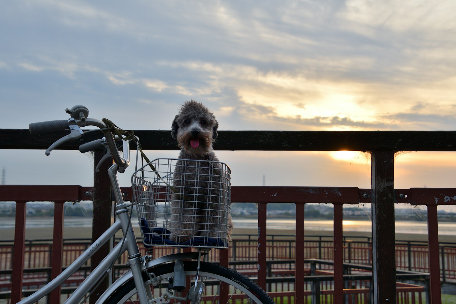 Hund sitzt in einem Fahrradkorb mit Sonnenaufgang im Hintergrund