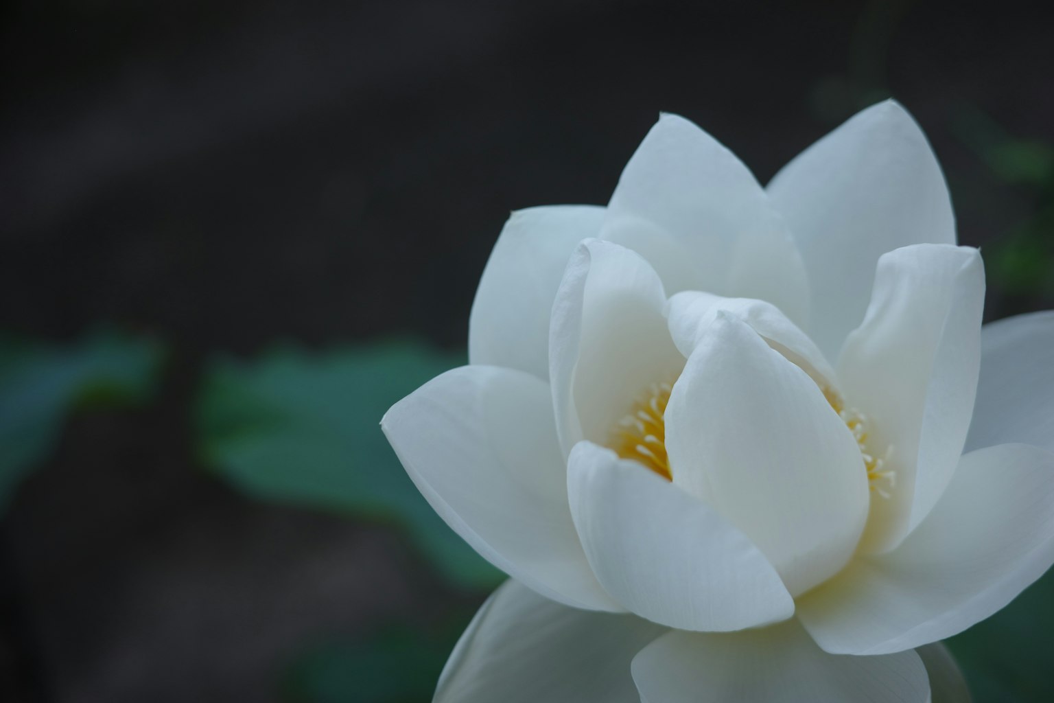 一朵白色莲花优雅地盛开在水面上