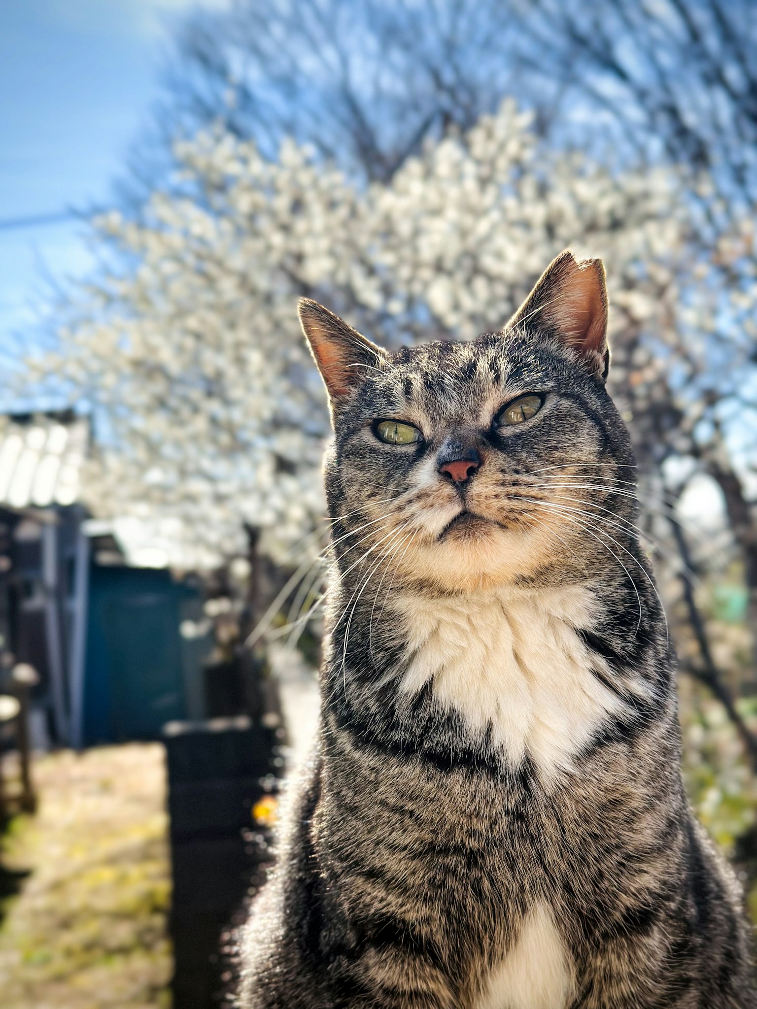 猫が外で日光を浴びている背景に白い花