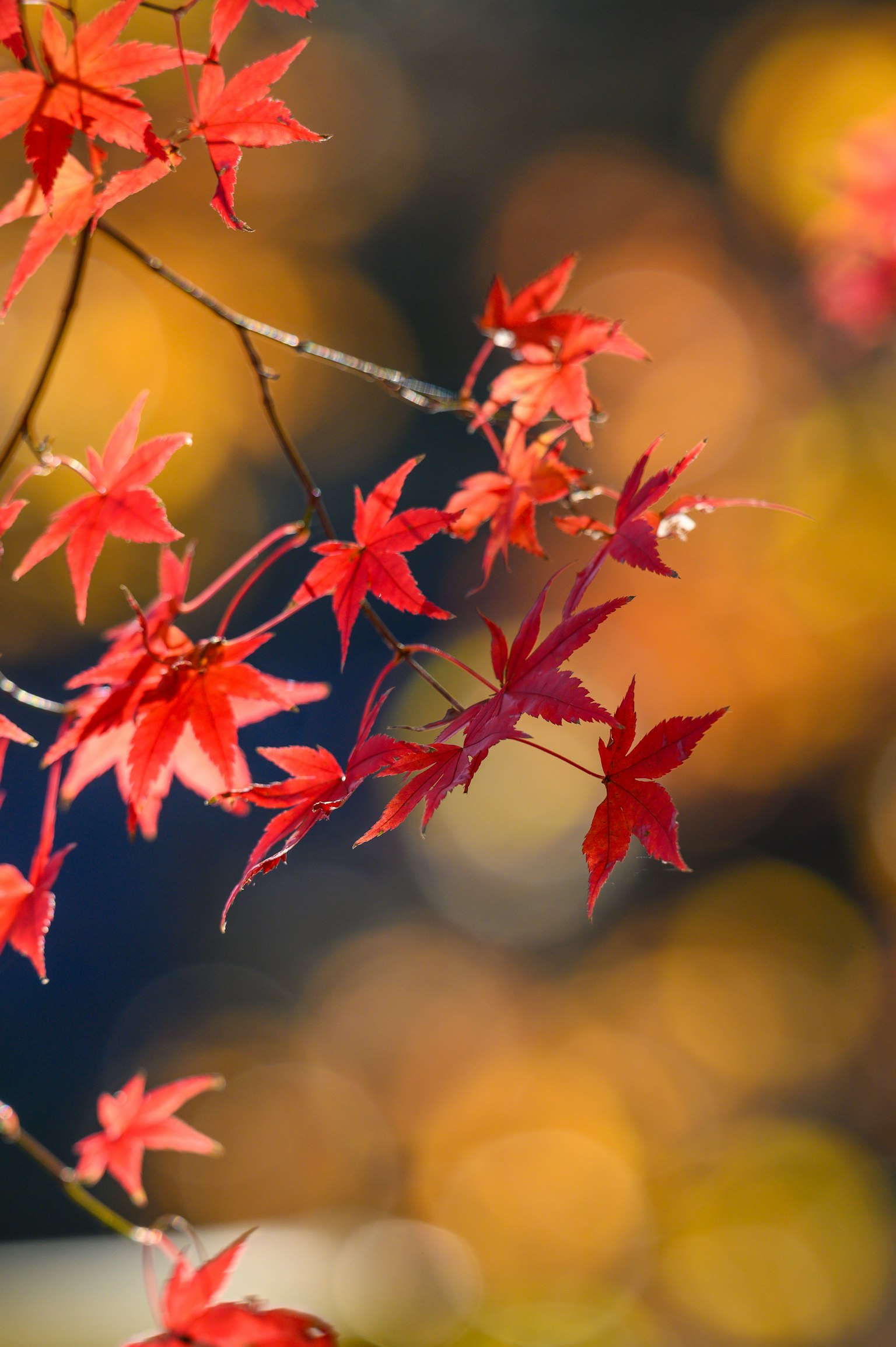 Feuilles d'érable rouges sur un fond flou doux