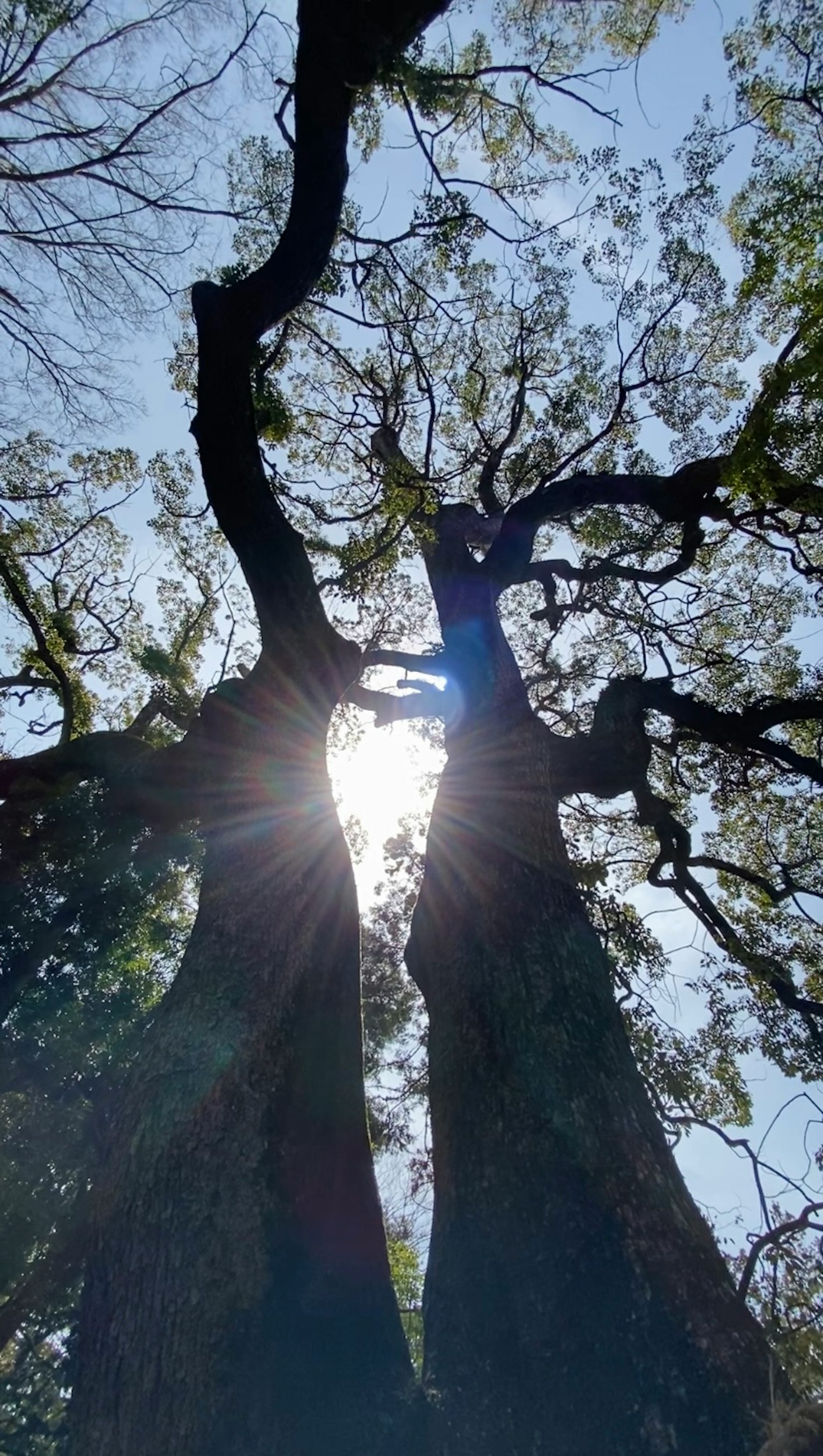 Luz solar que se filtra a través de las ramas de dos árboles
