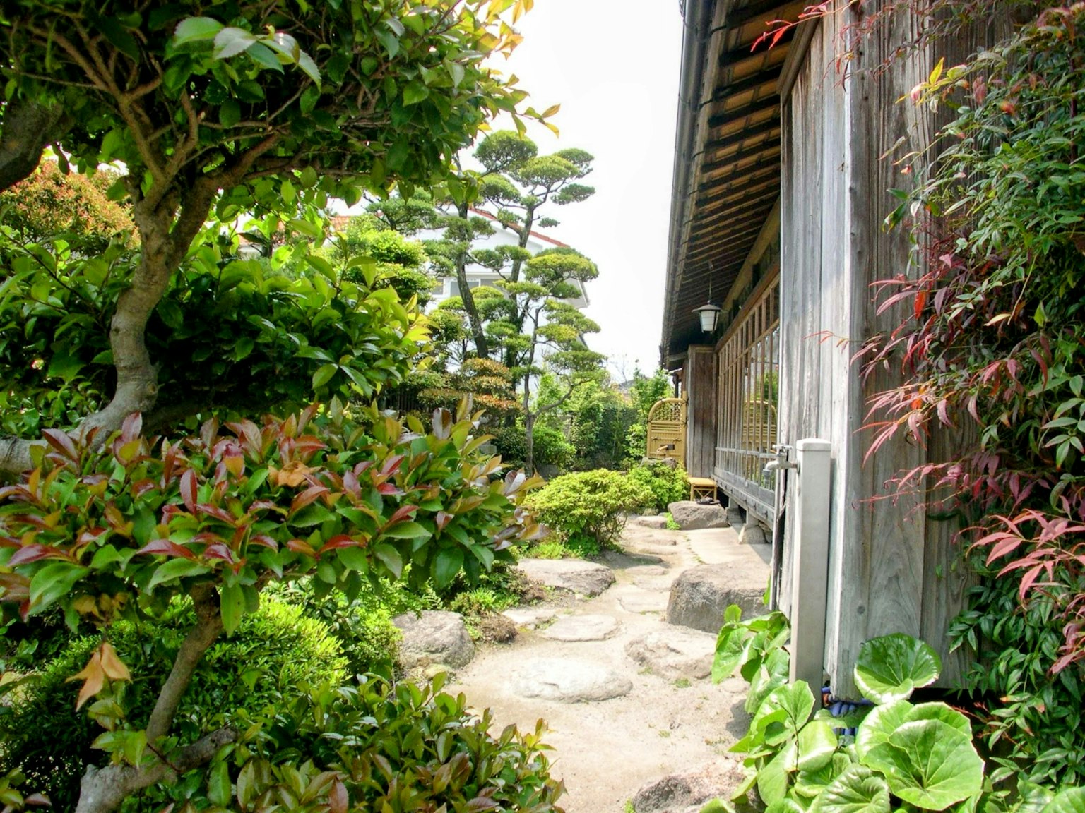Beautiful Japanese garden pathway with lush greenery