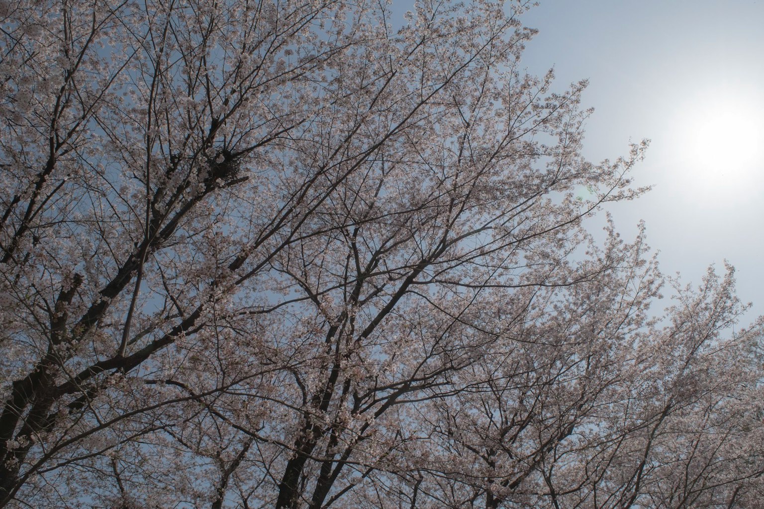 Cherry blossom trees blooming under a clear sky