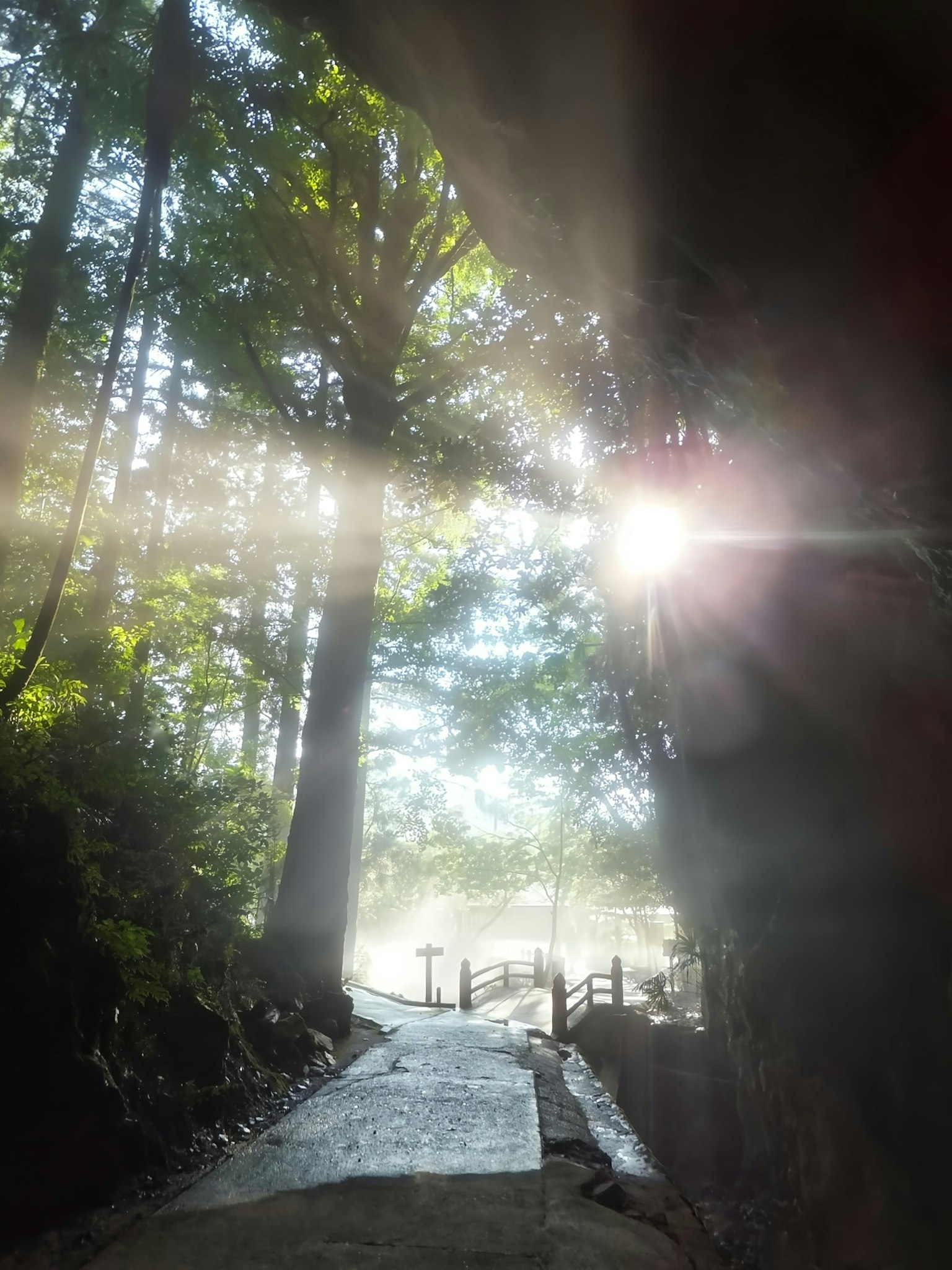 Camino iluminado por la luz del sol que filtra entre los árboles con niebla
