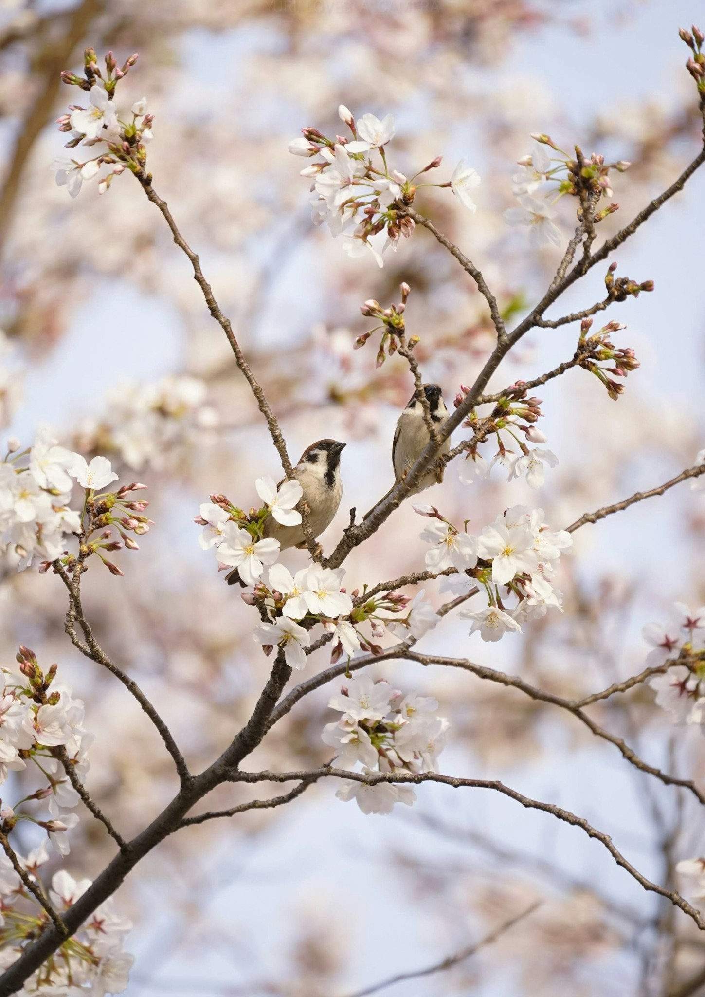 scena primaverile: un piccolo uccello posato su un ramo in fiore