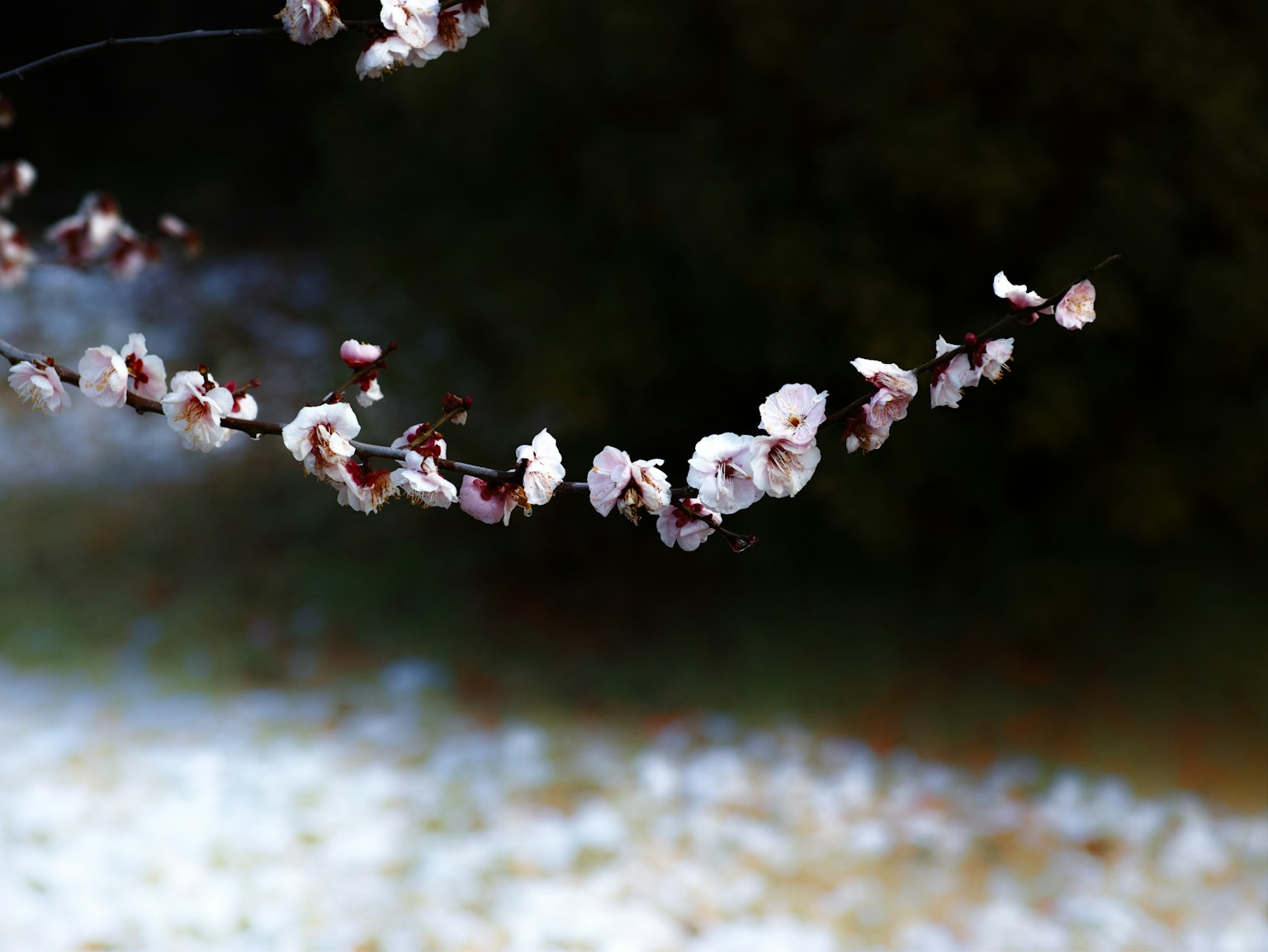 Une branche avec des fleurs roses délicates sur un fond neigeux flou