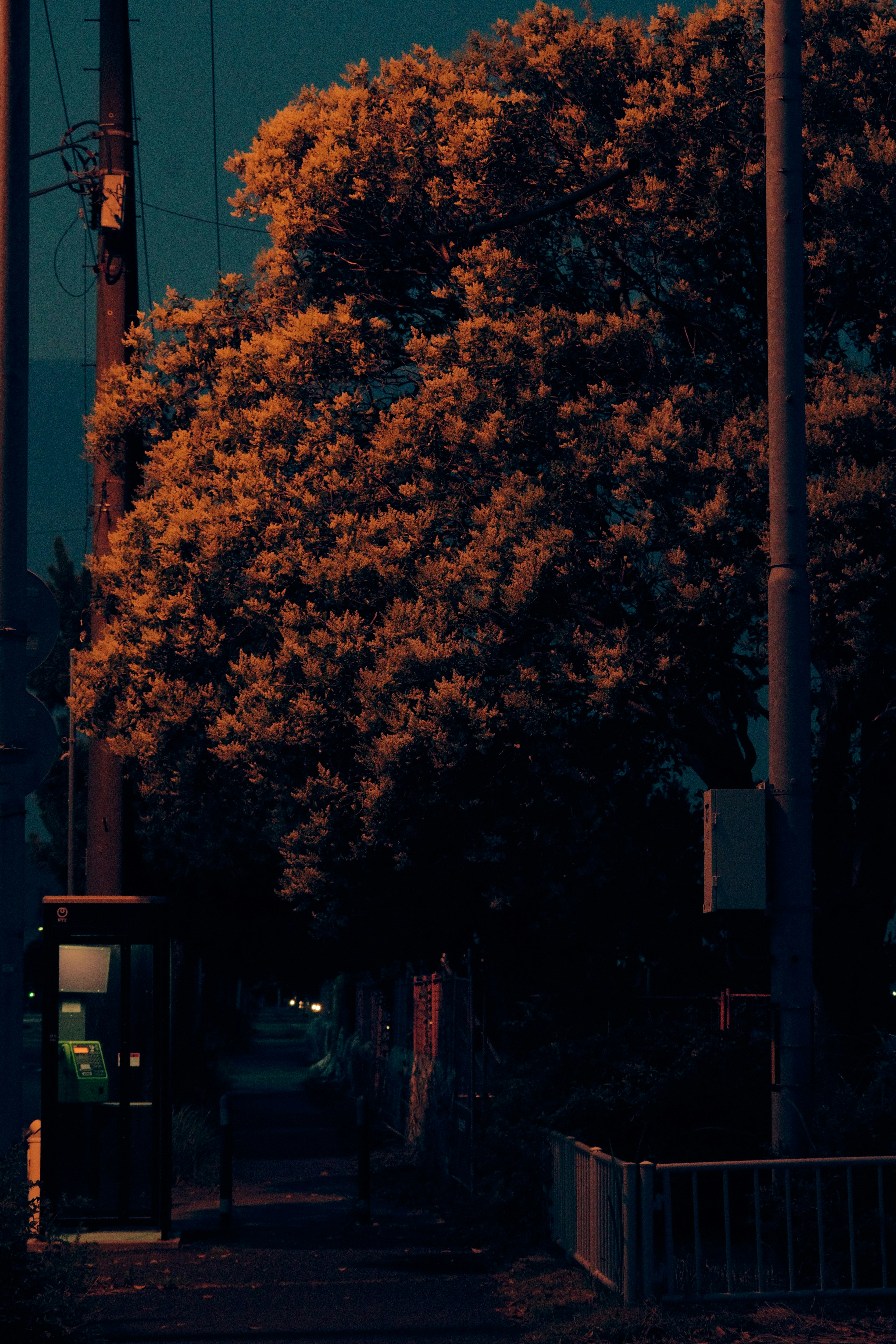 夕方の街路に立つ木々のオレンジ色の葉