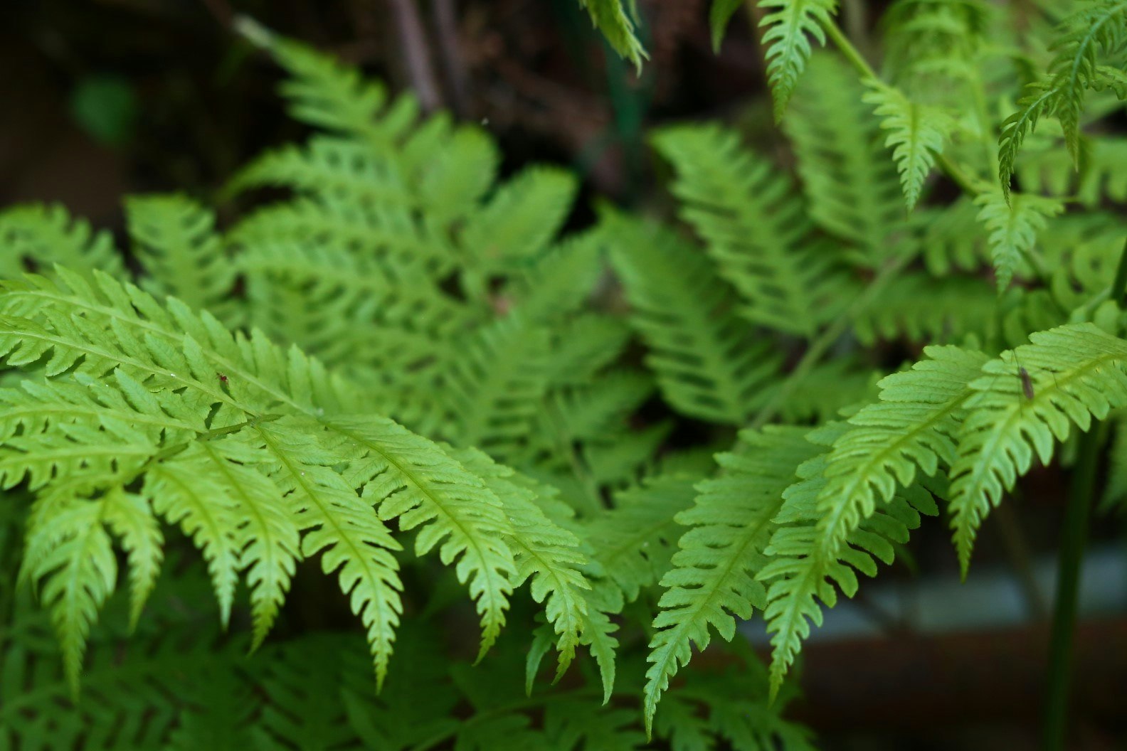 緑のシダの葉が生い茂る自然の背景