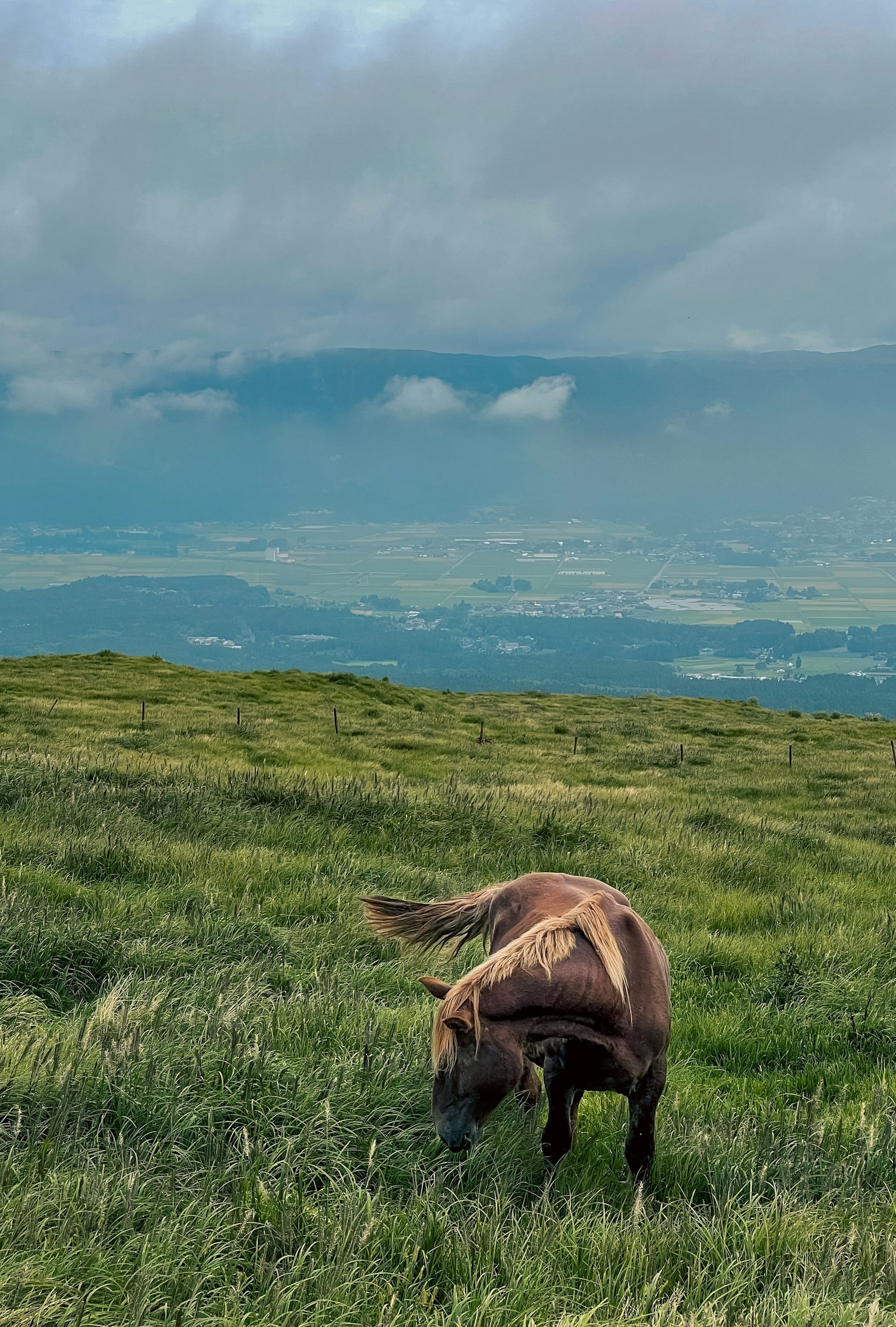 A horse grazing on a grassy hill with a cloudy sky