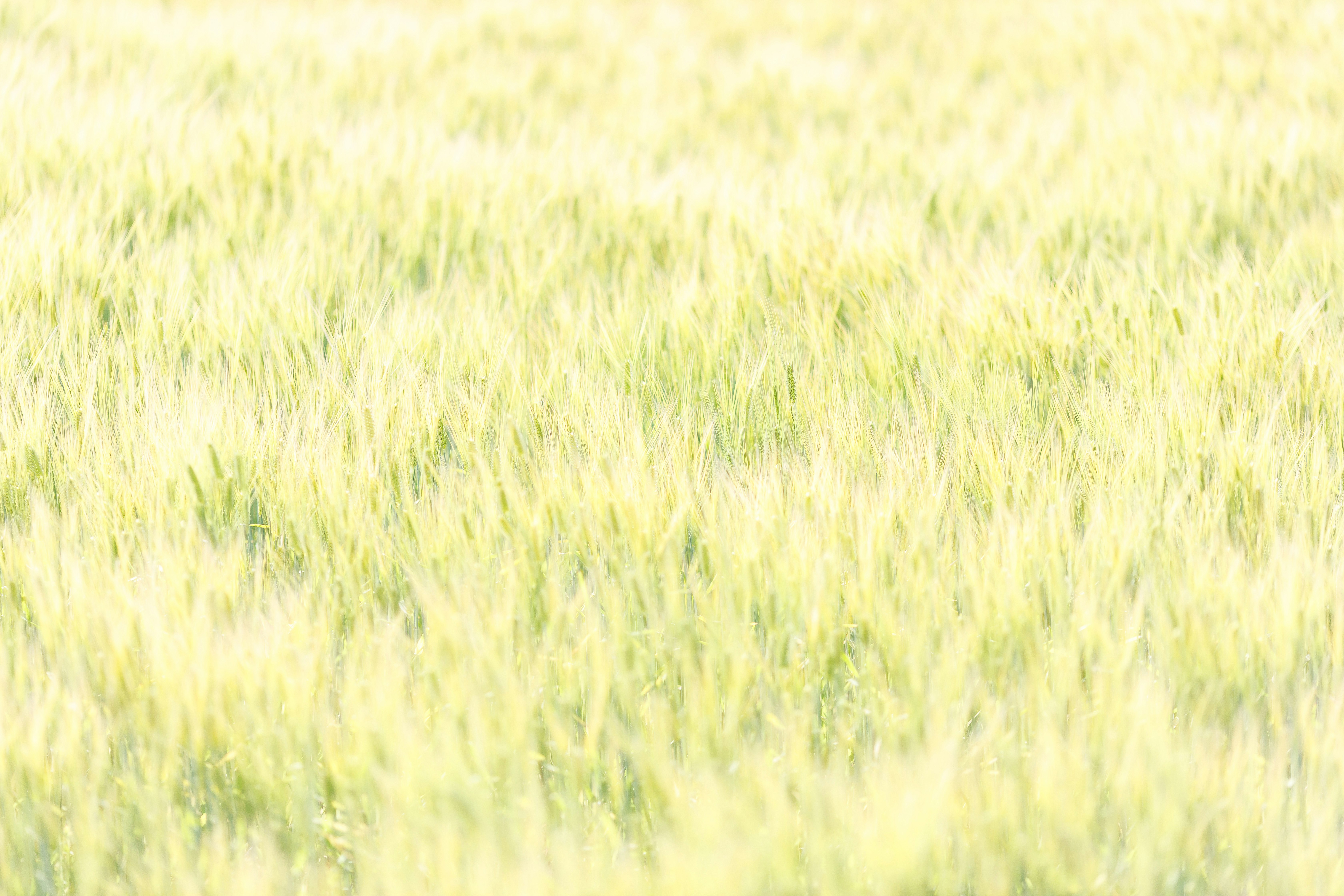 黄金色に広がる麦畑の風景