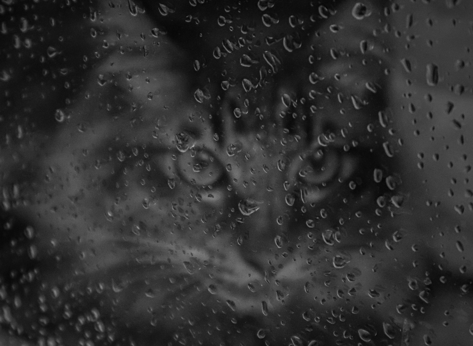 Cat's face seen through a rainy window with water droplets