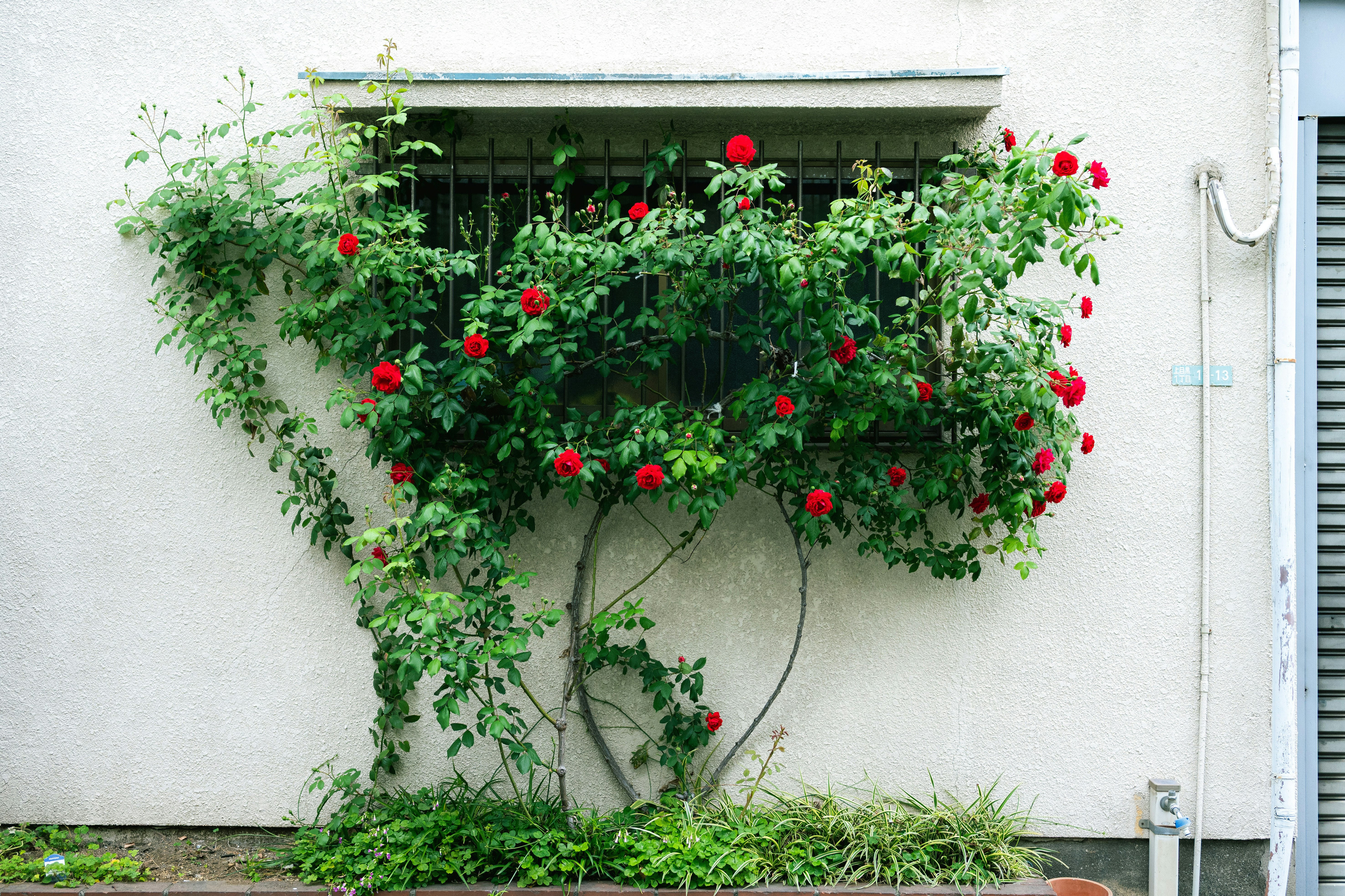 wall garden with red roses and climbing vines on a white wall