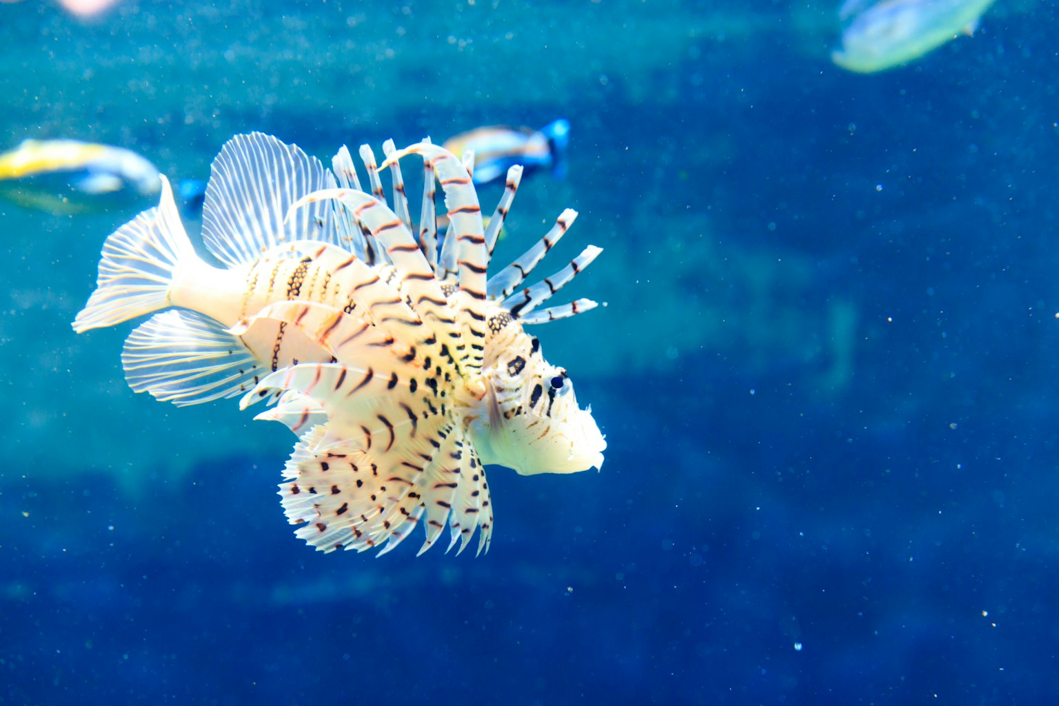 Ein Löwenfisch mit schönen Flossen schwimmt im blauen Wasser