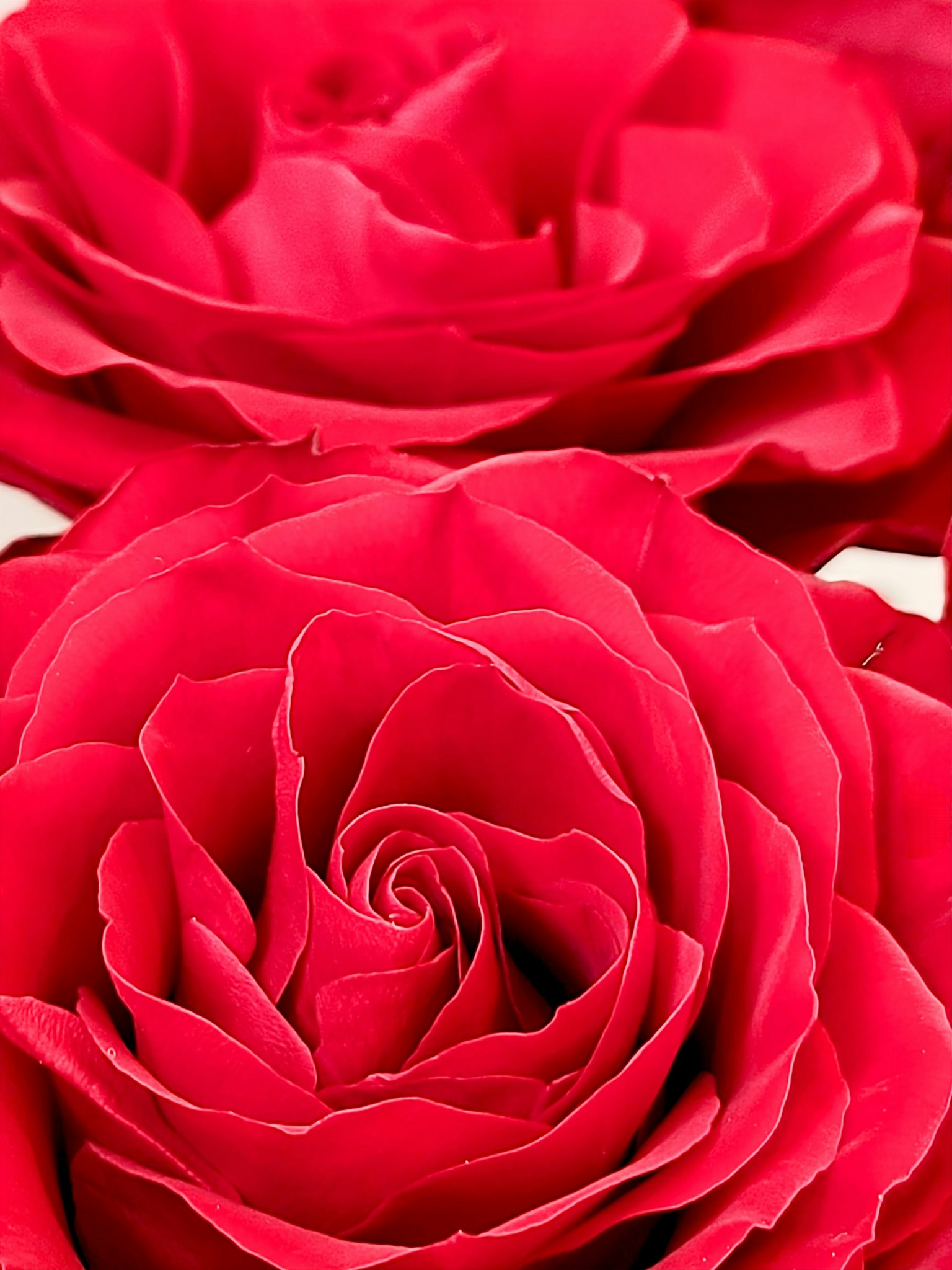 Vibrant red rose petals overlapping beautifully