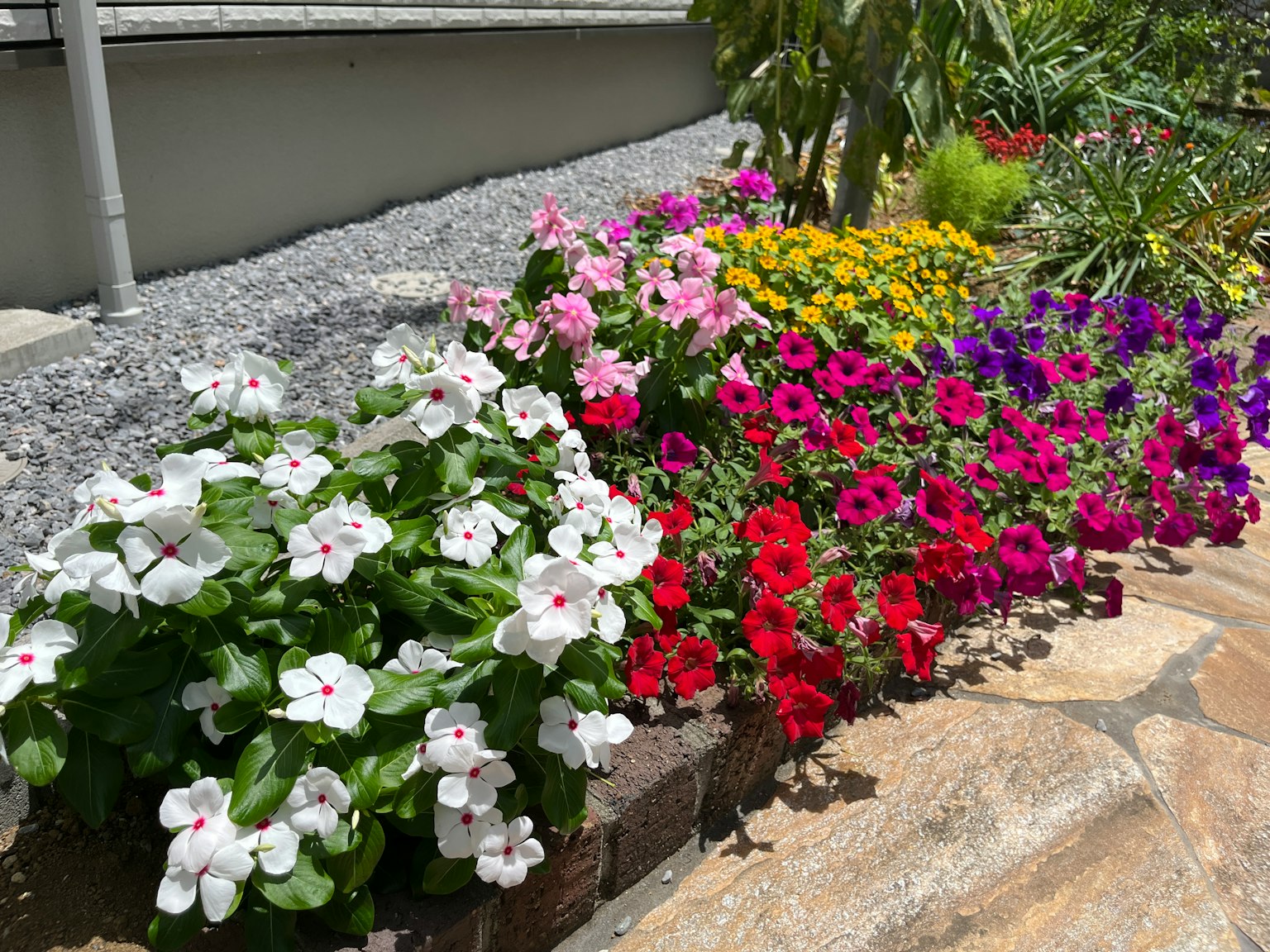 Flores coloridas floreciendo en un parterre de jardín