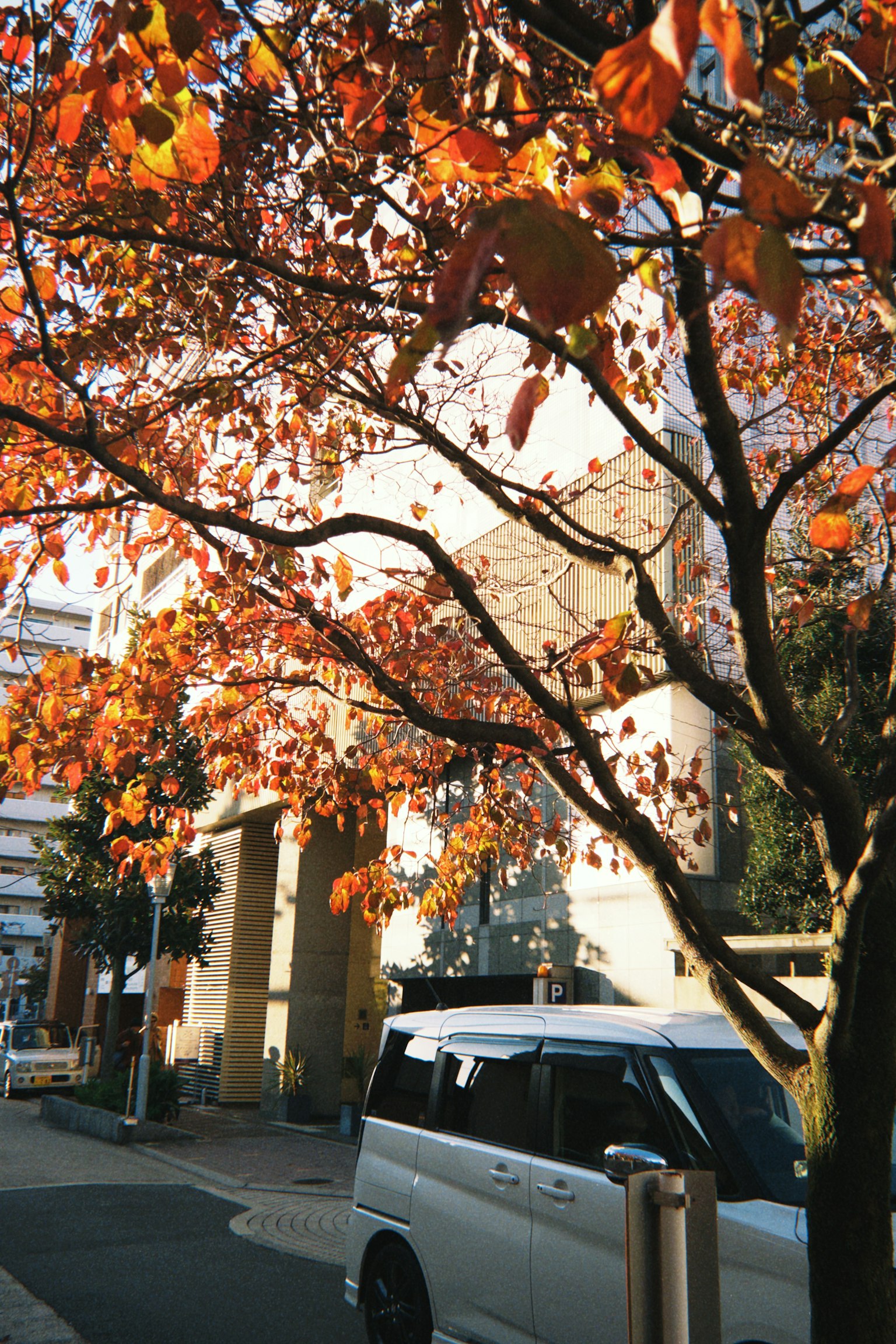 Rue avec un beau feuillage d'automne et une voiture blanche