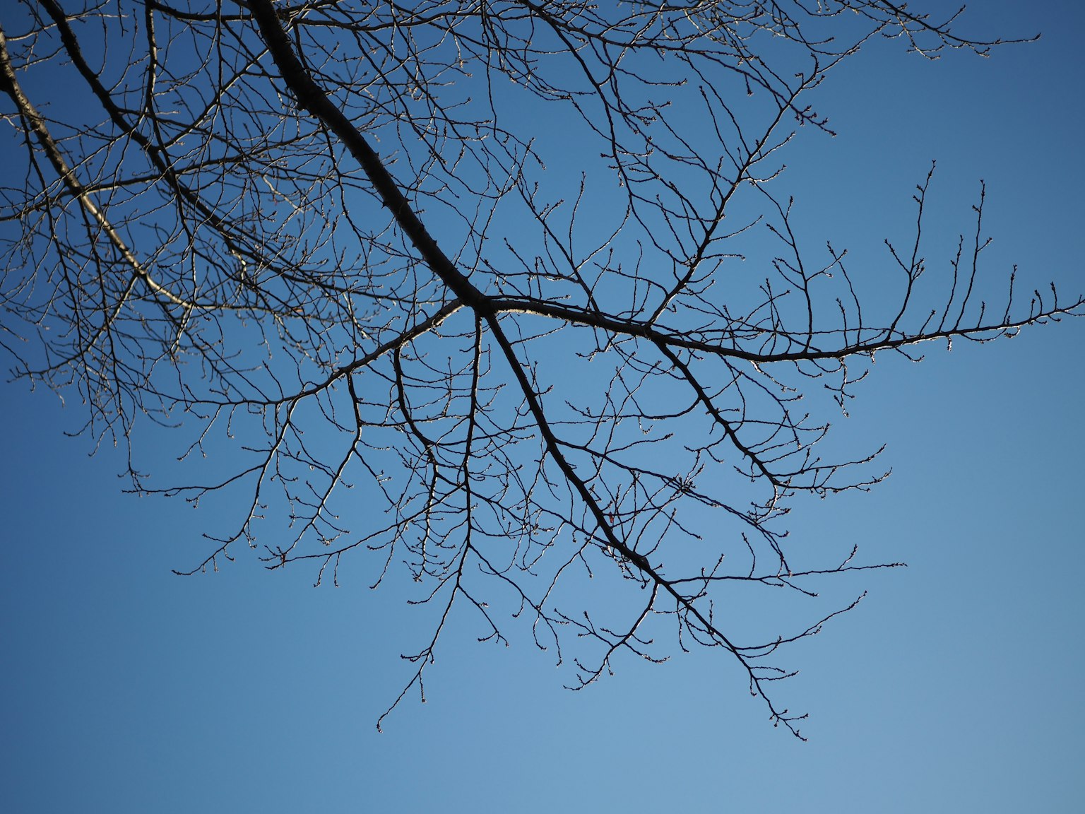 Silhouette von dünnen Baumästen vor einem klaren blauen Himmel