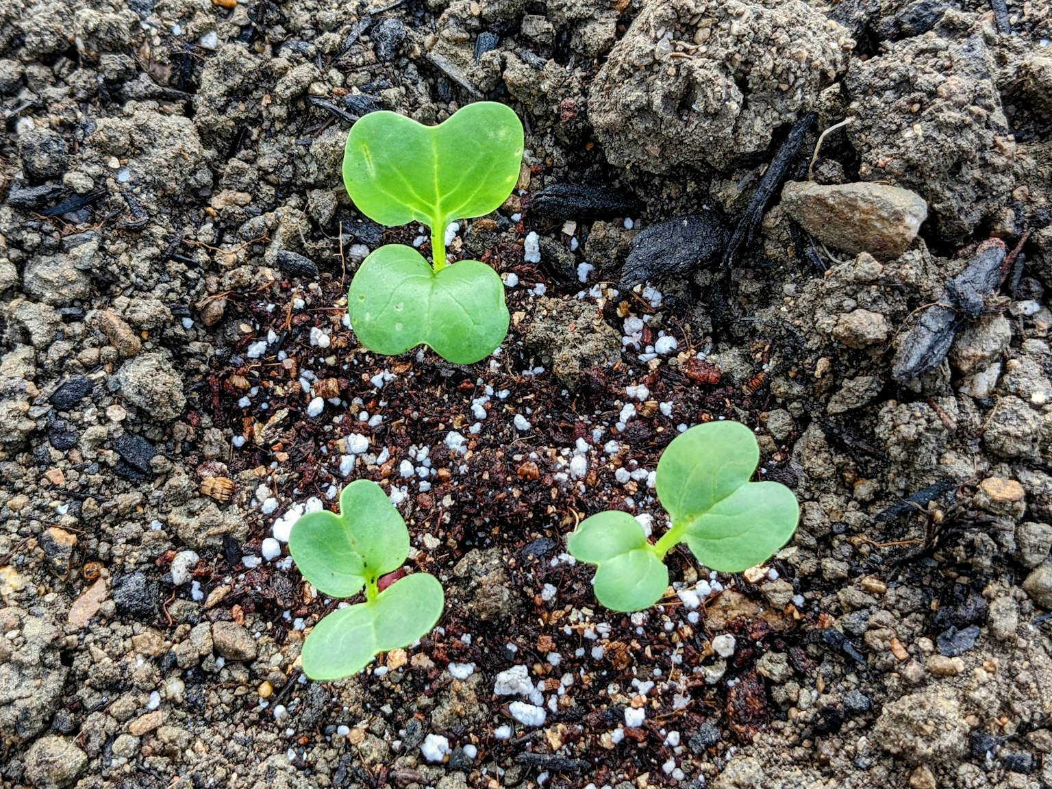 Tres pequeñas plántulas verdes creciendo en la tierra
