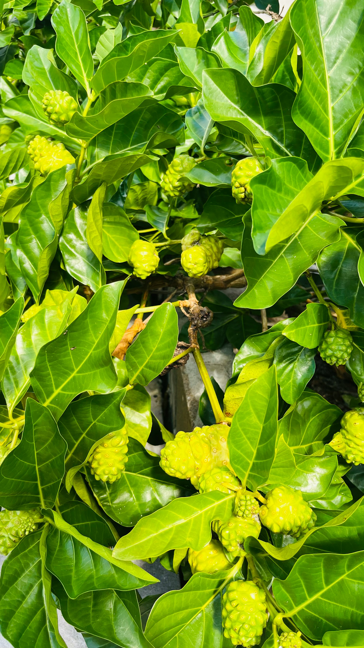 植物特写，绿叶和黄绿色果实繁茂