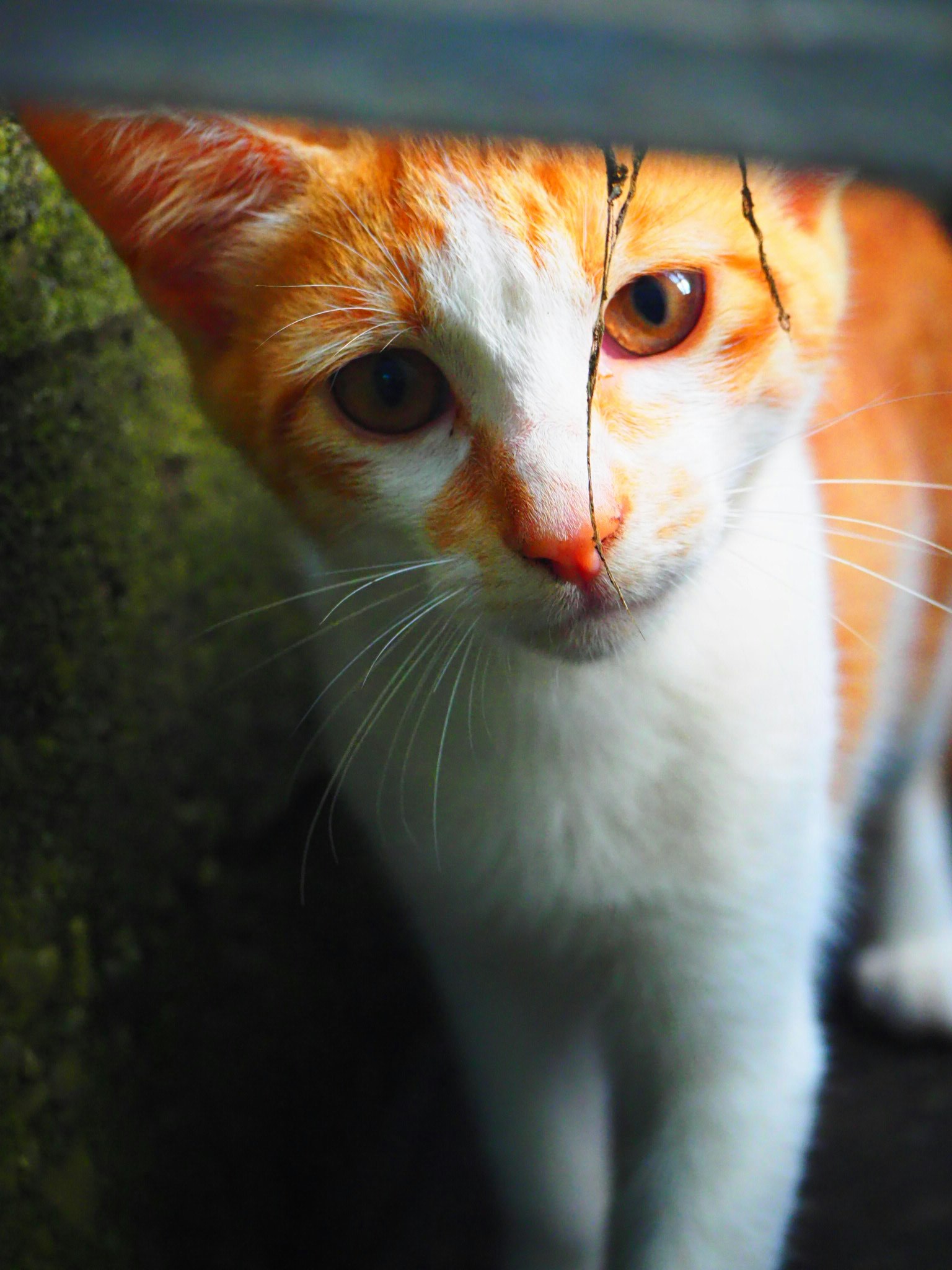 Kucing oranye dan putih menatap langsung ke kamera