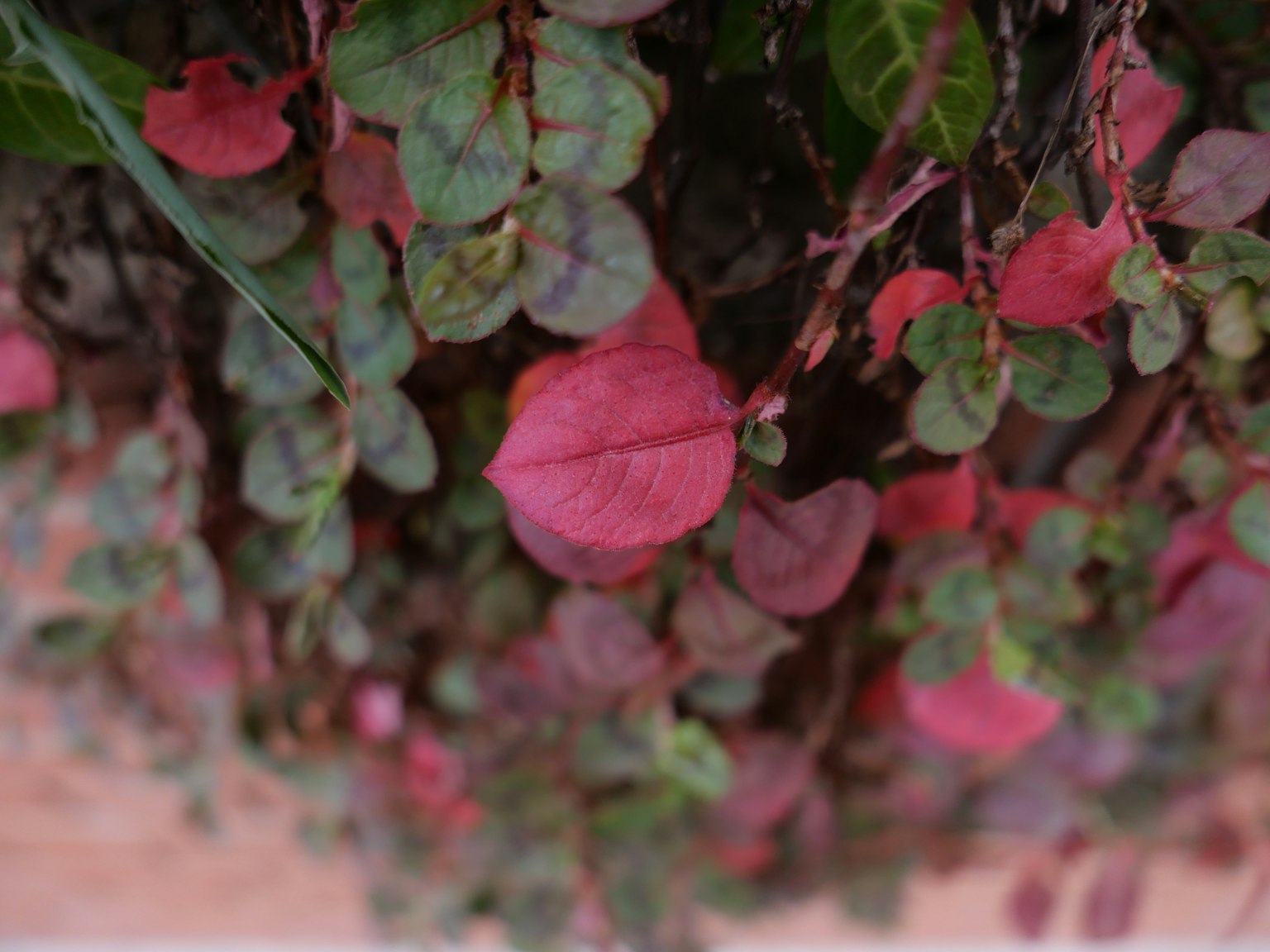 Cuadrado gris simple sobre un fondo oscuro