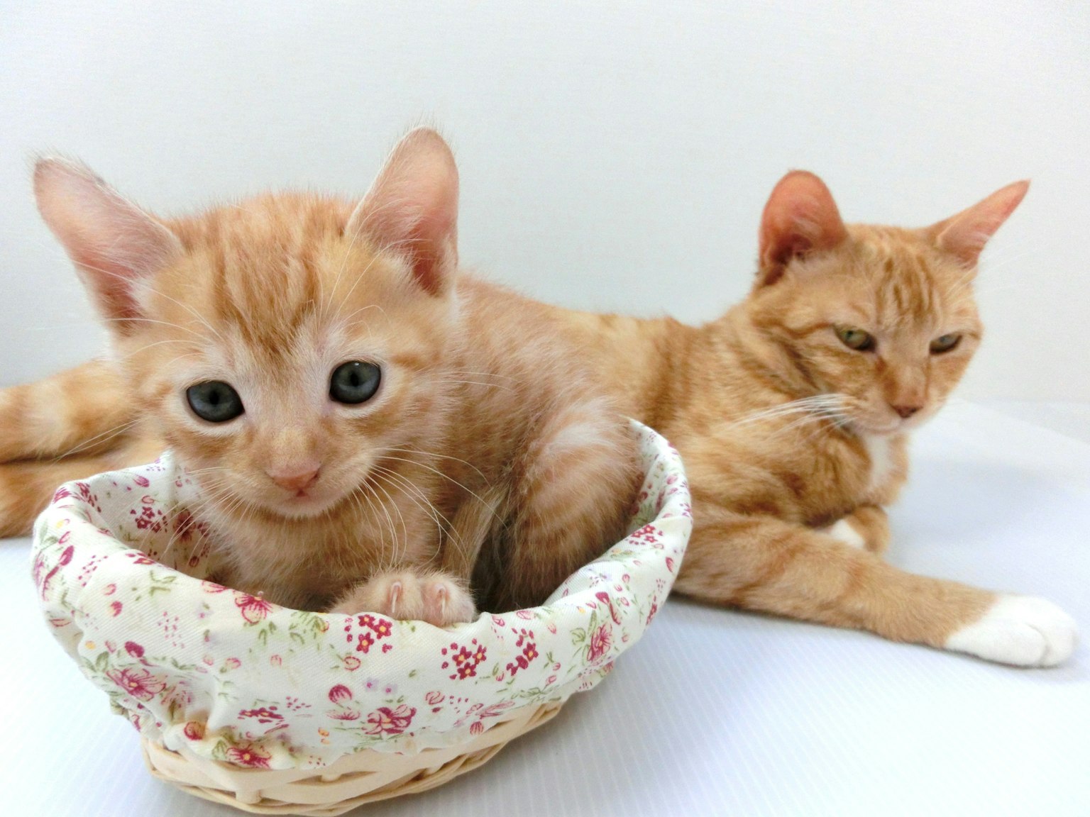 A playful orange kitten sitting in a floral basket beside an adult orange cat lounging