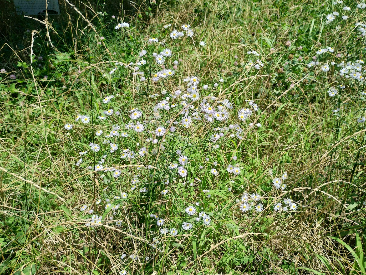 Un campo di erba verde con piccoli fiori bianchi in fiore