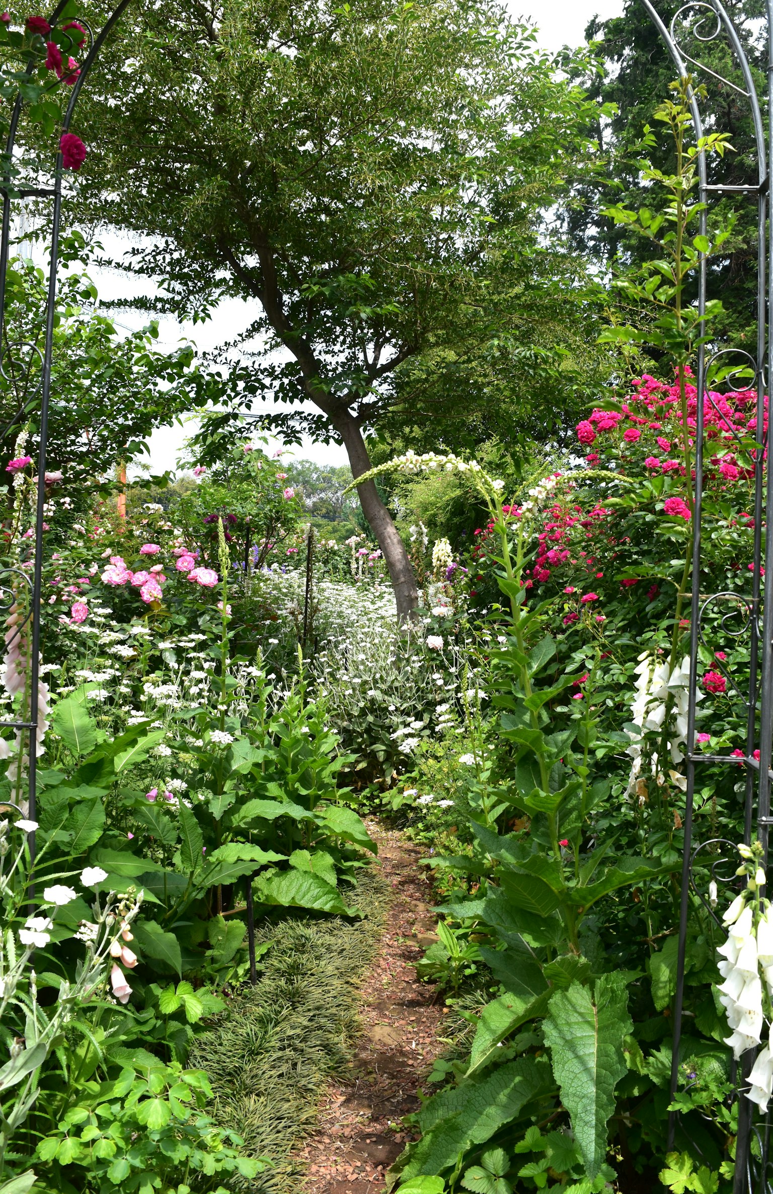 Pathway through a lush garden filled with colorful flowers and greenery