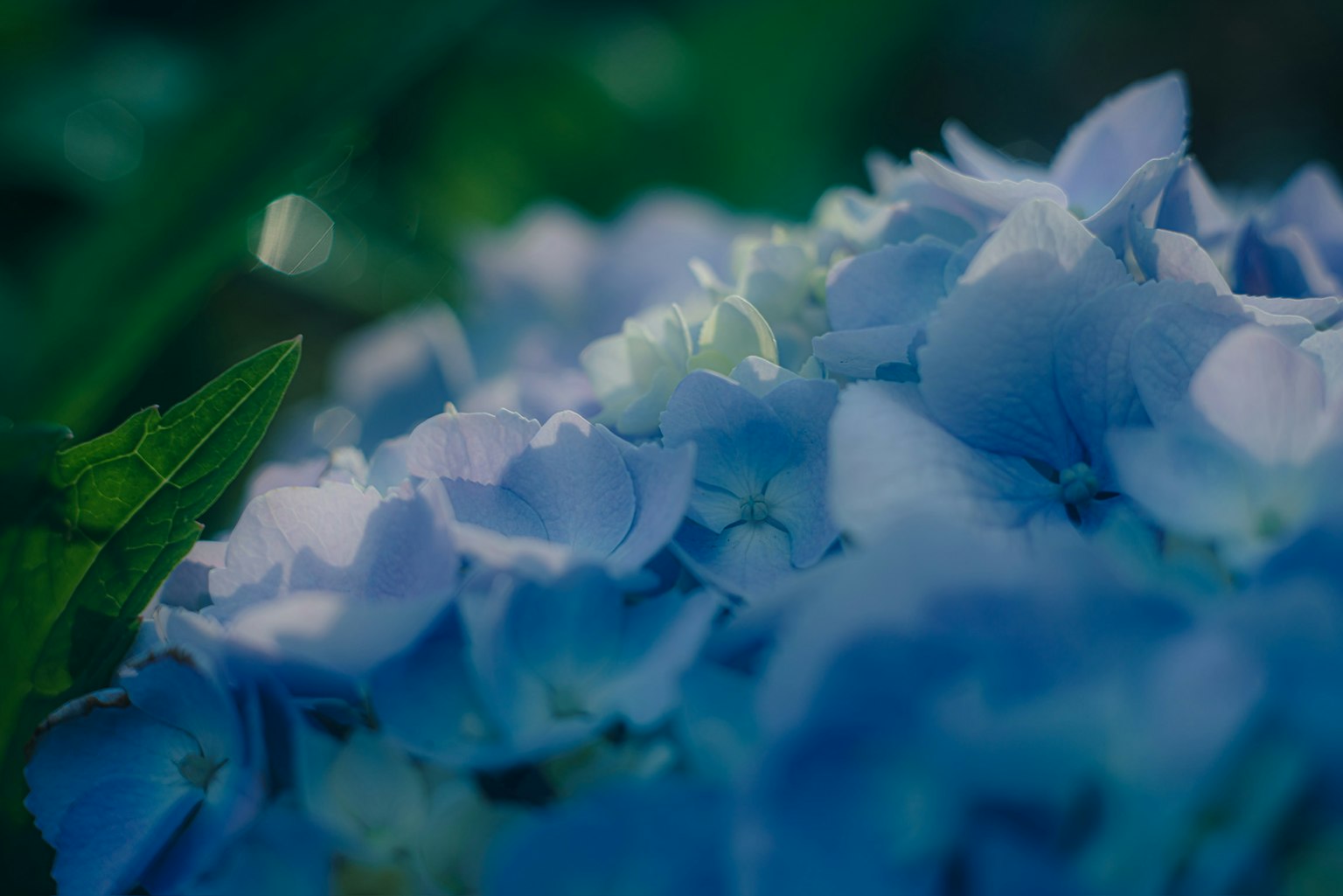 Close-up of overlapping pale blue hydrangea petals