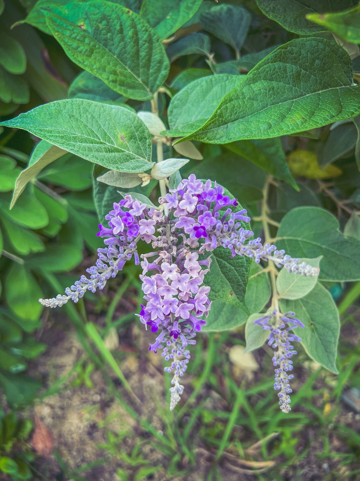 Primer plano de una planta con flores moradas rodeada de hojas verdes