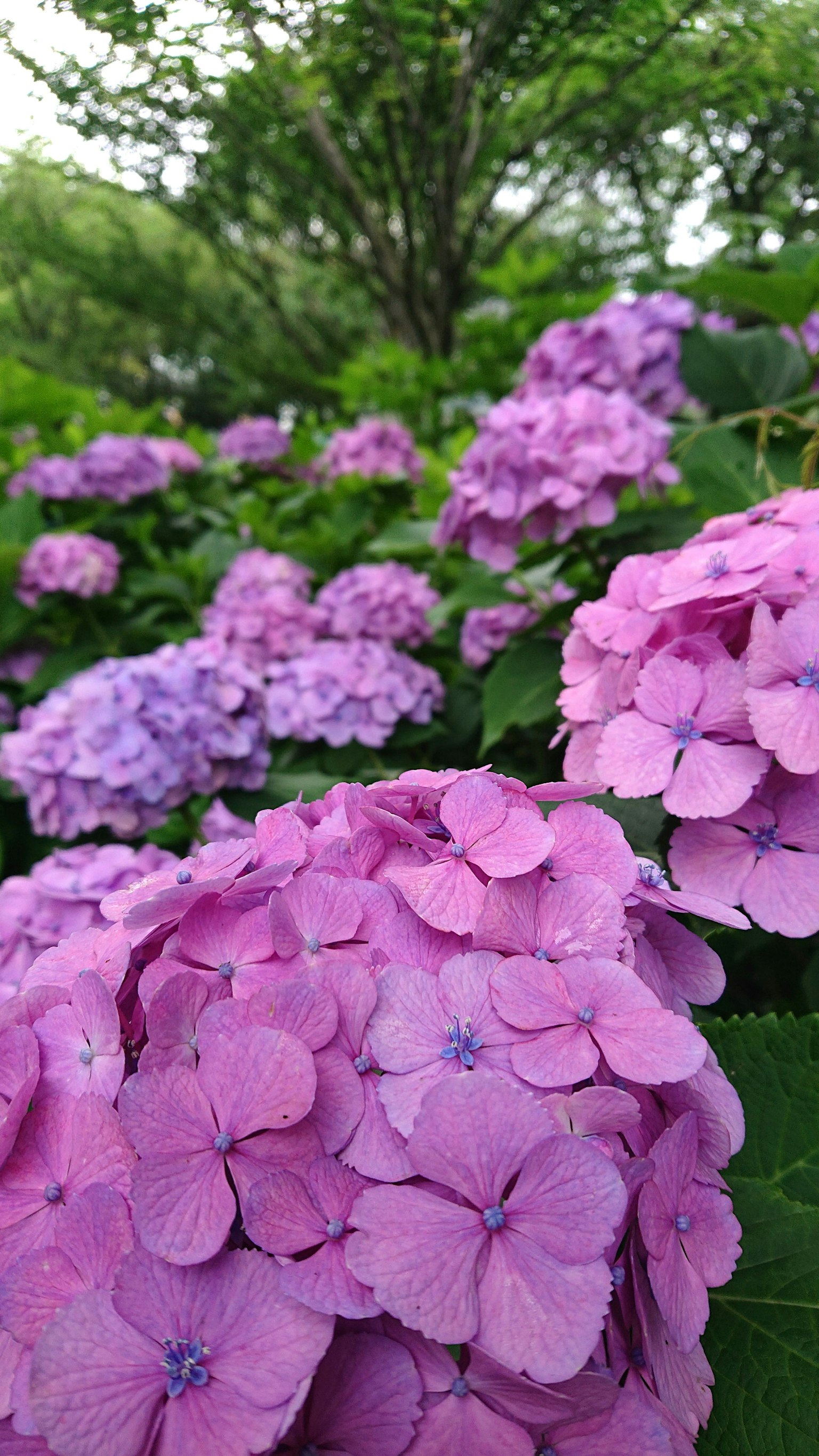 Un affichage vibrant de fleurs d'hortensia violettes en pleine floraison