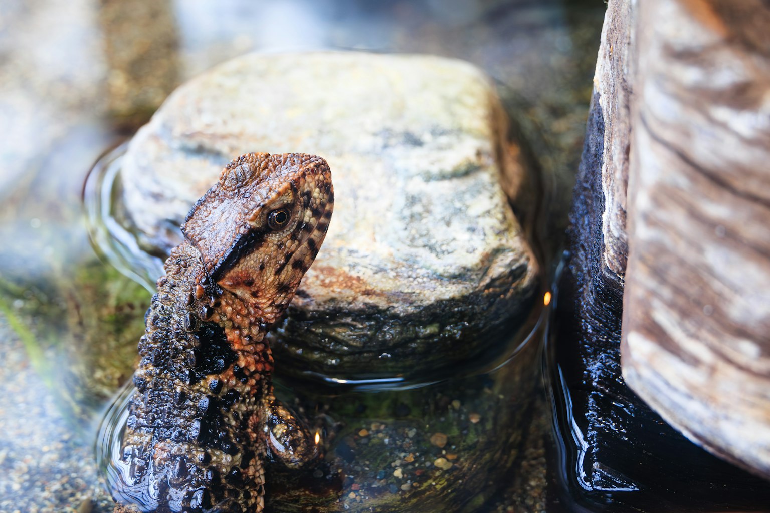 Close-up of a lizard by the water and a rock