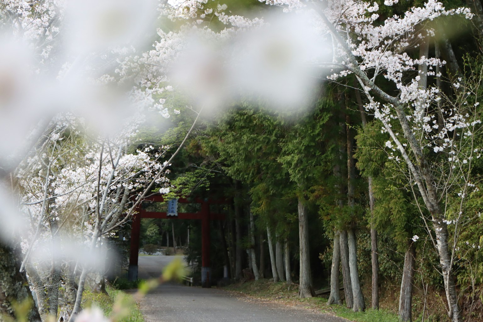 Kirschblütenbäume entlang eines Weges mit einem roten Torii im Hintergrund