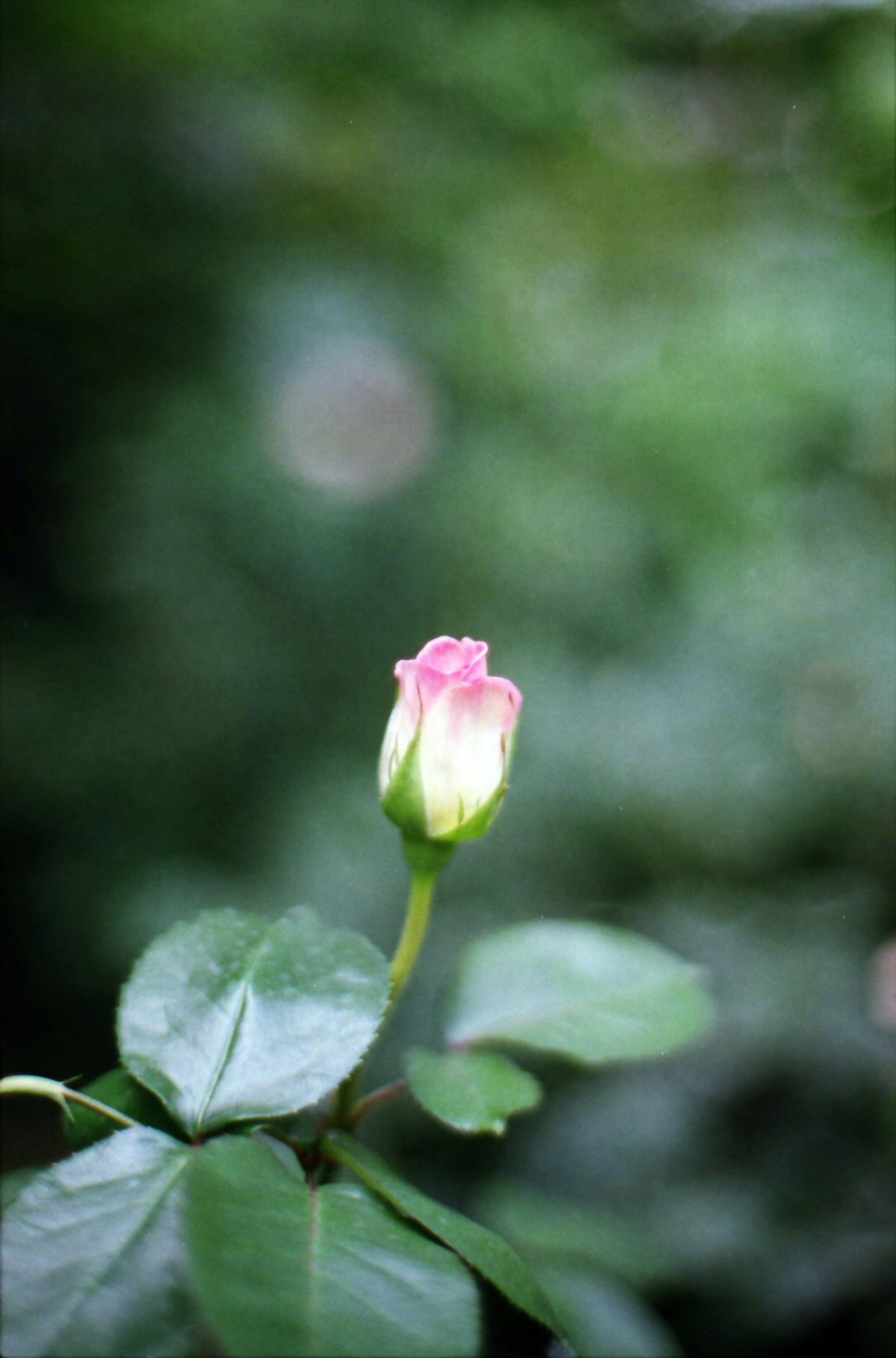 粉色花瓣和綠色葉子的玫瑰花蕾