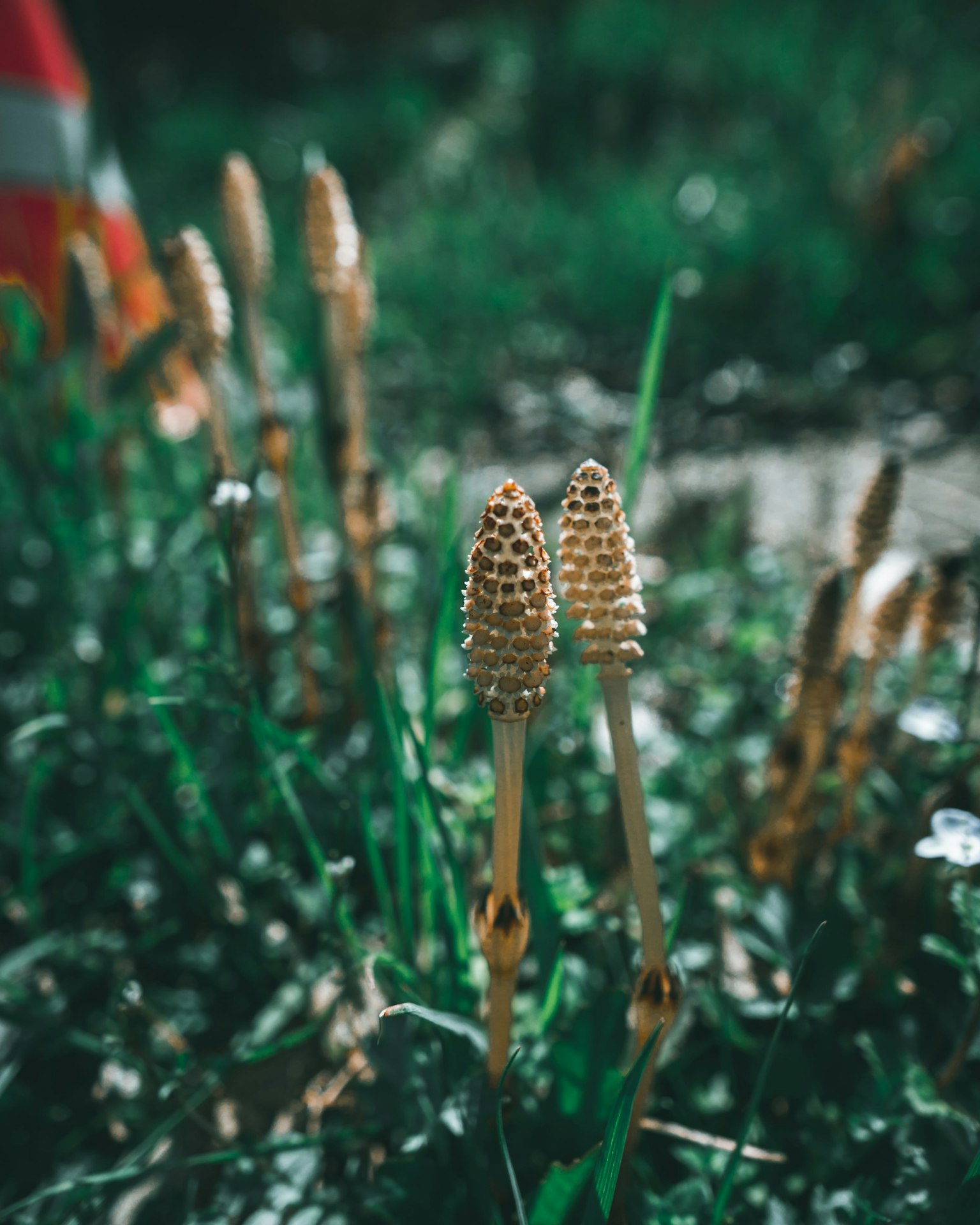 緑の草の中に生えているホースタイルの植物