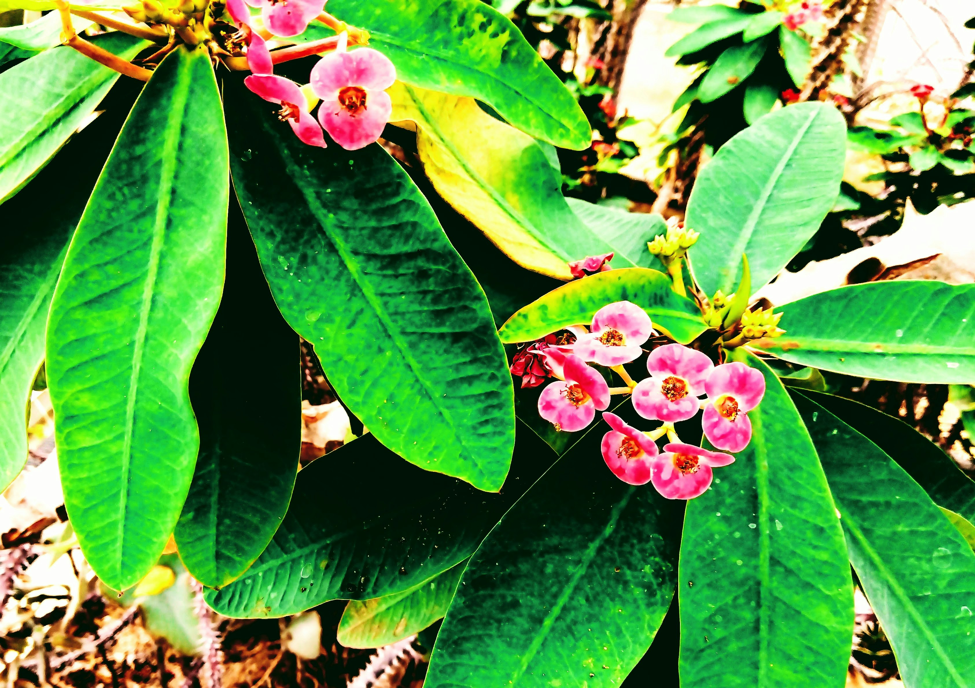 鮮やかな花と大きな葉が重なる熱帯植物のクローズアップ