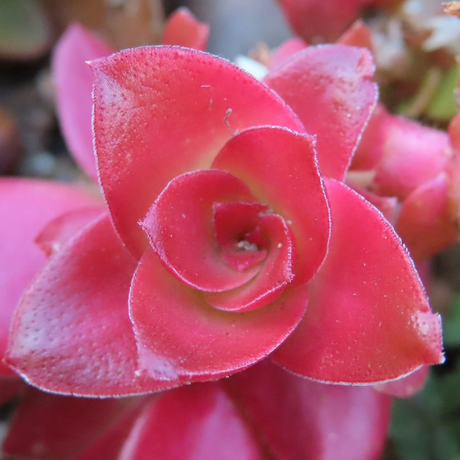 Vibrant red succulent flower at the center with green leaves in the background