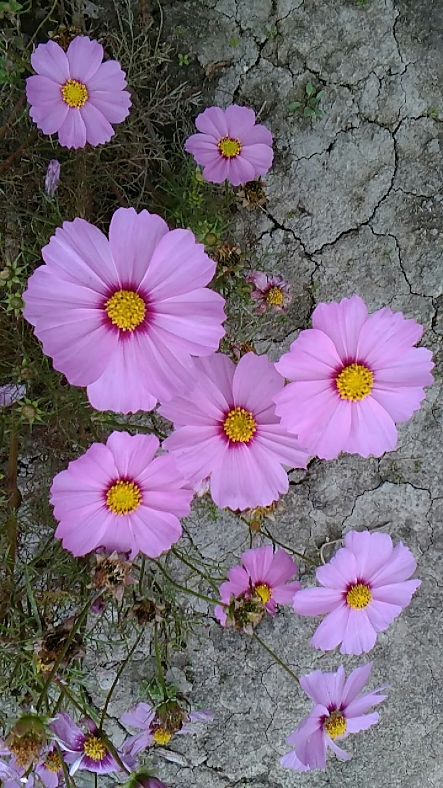 Un grupo de flores rosas con centros amarillos