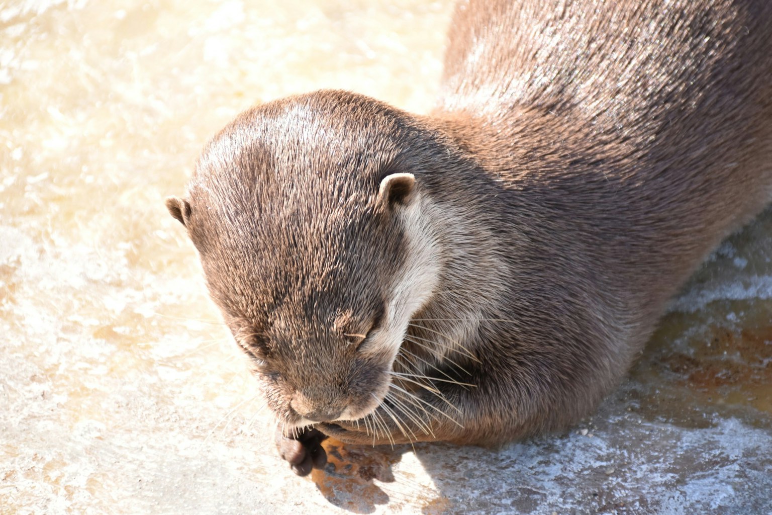 Una adorable nutria descansando al sol