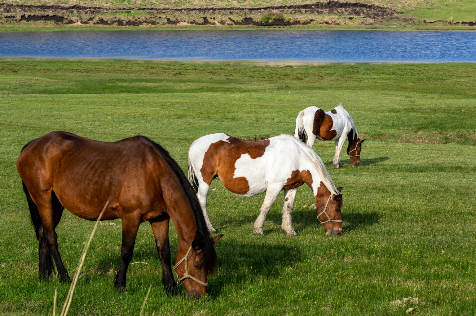 Caballos pastando en un campo verde cerca de un lago azul